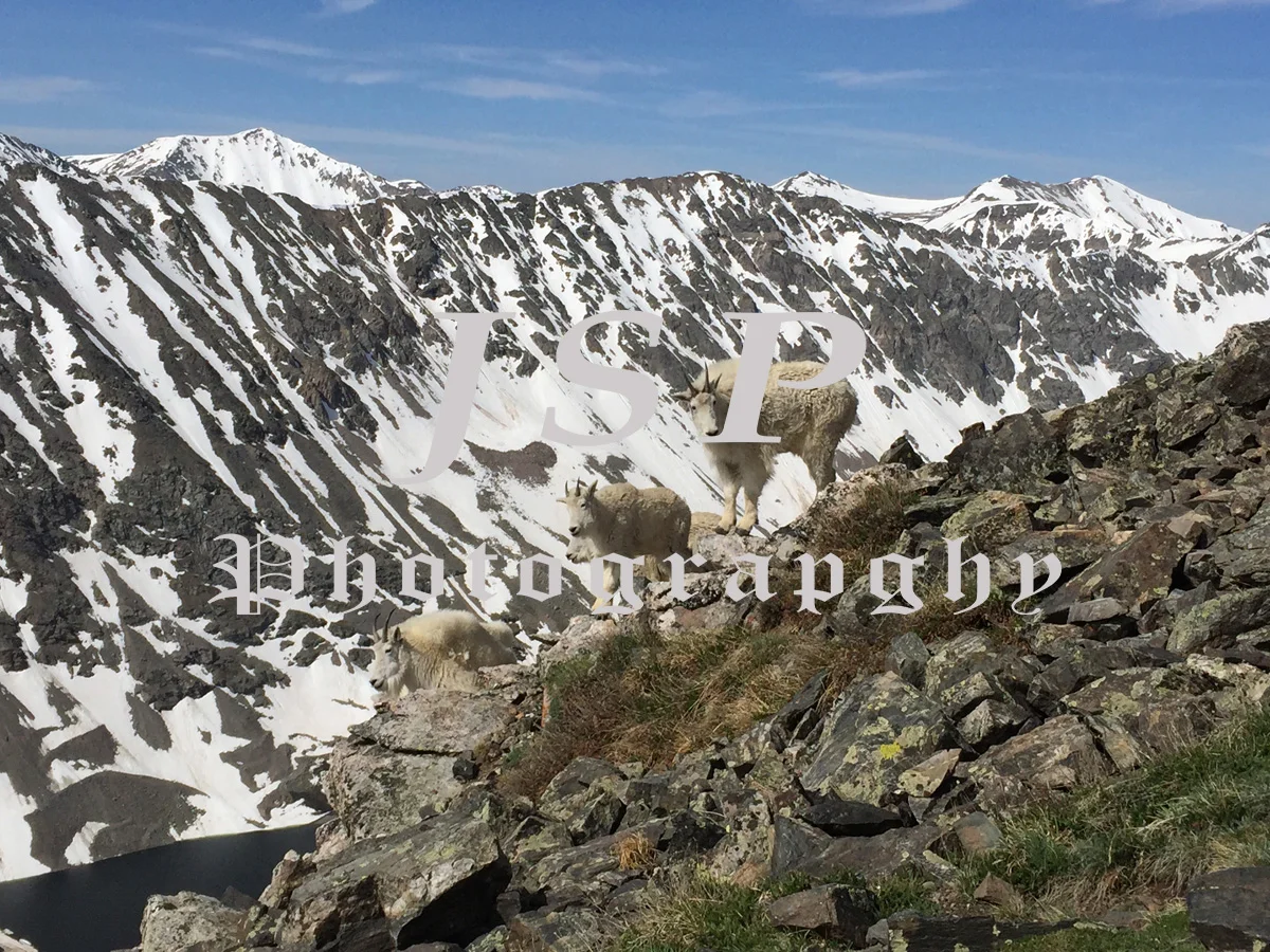 Goats on Quandary Peak II