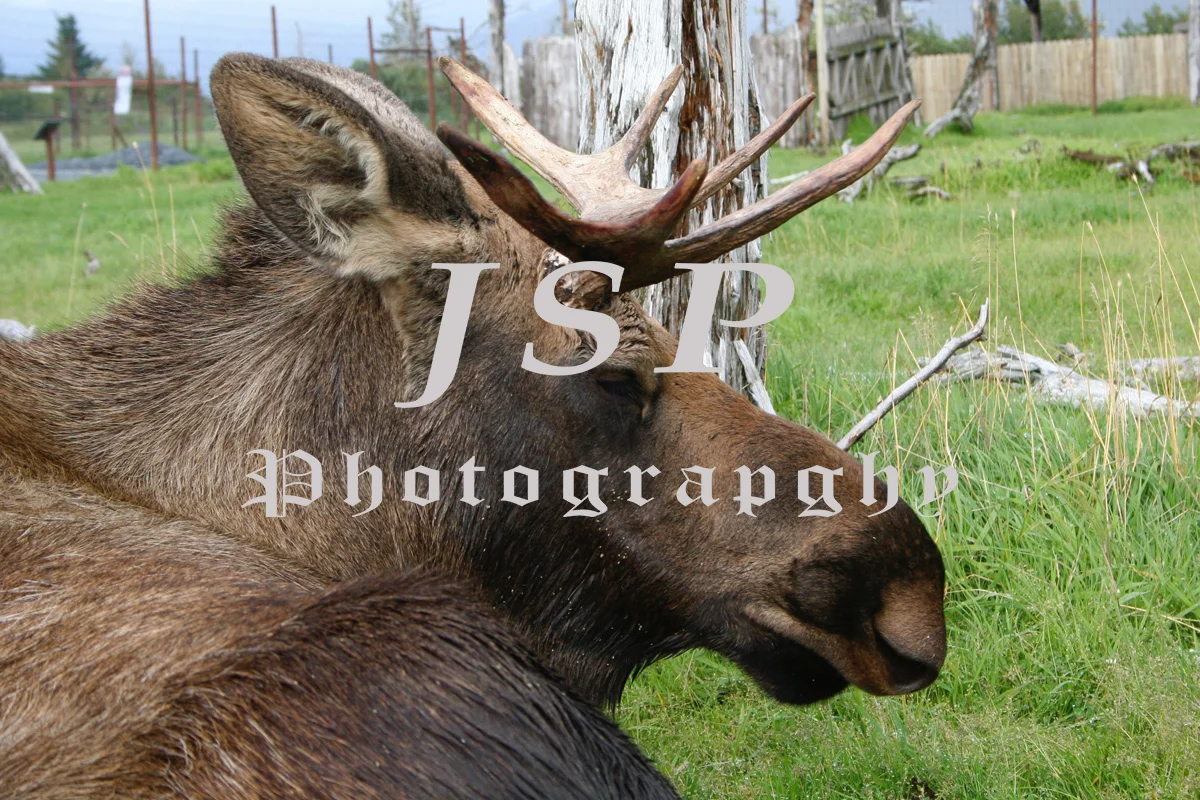 Moose, Anchorage AK