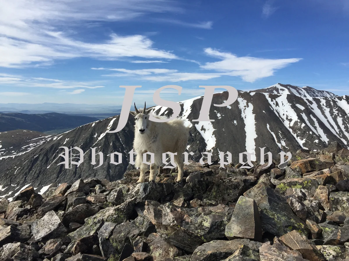 Lone Goat on Quandary Peak