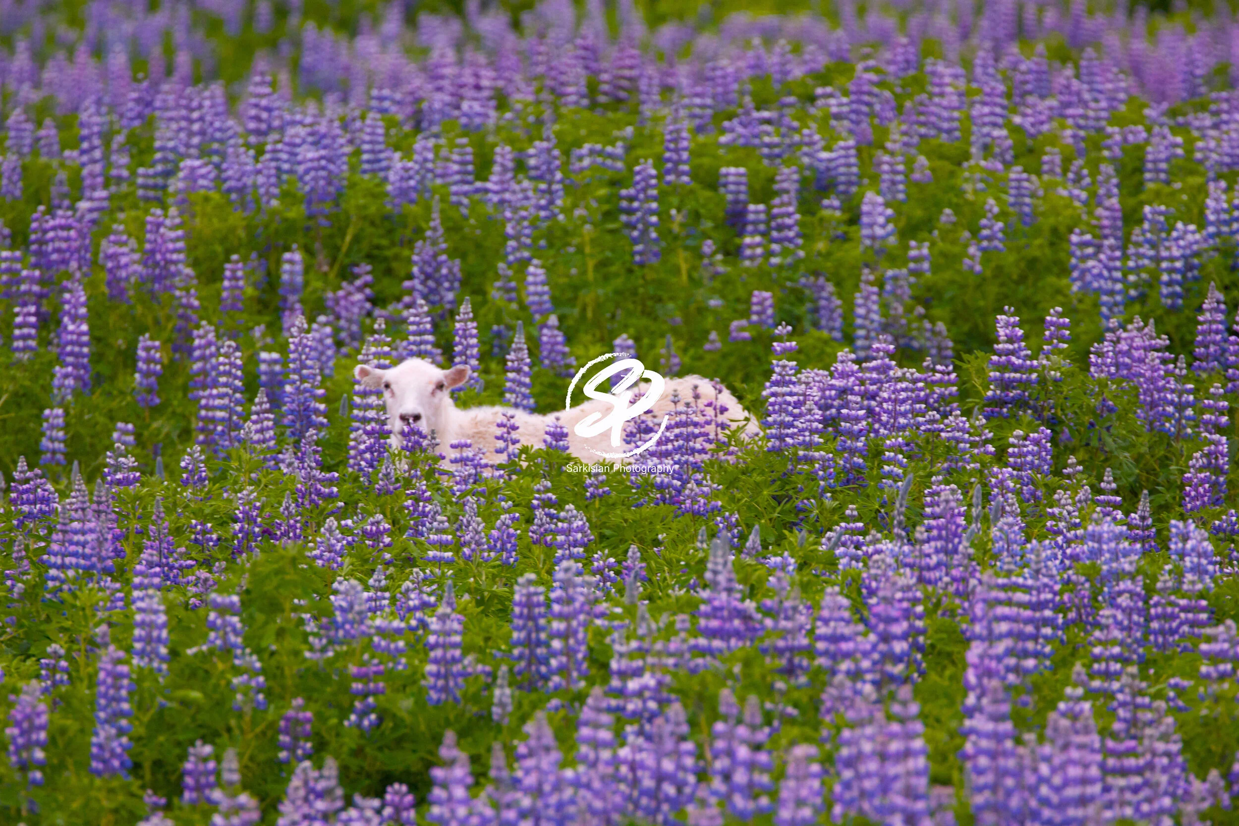 Icelandic Goat