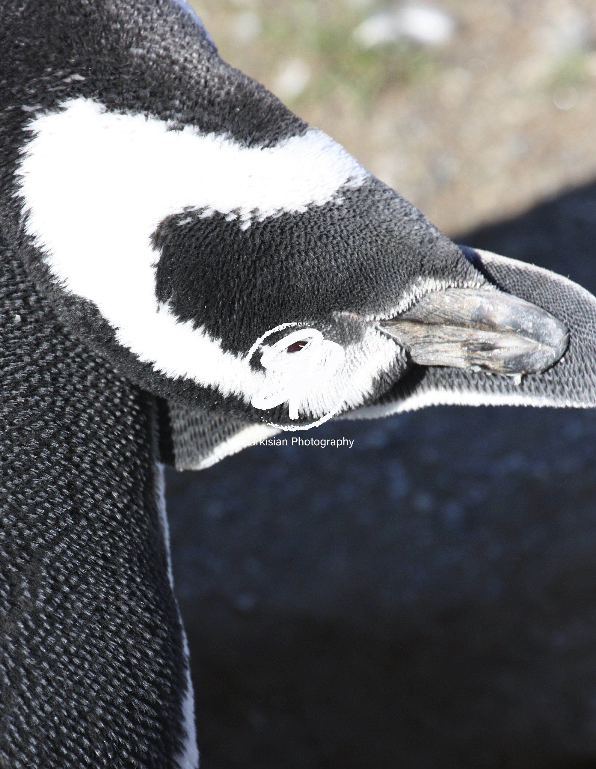 I need a Scratch. Isla Magdalena