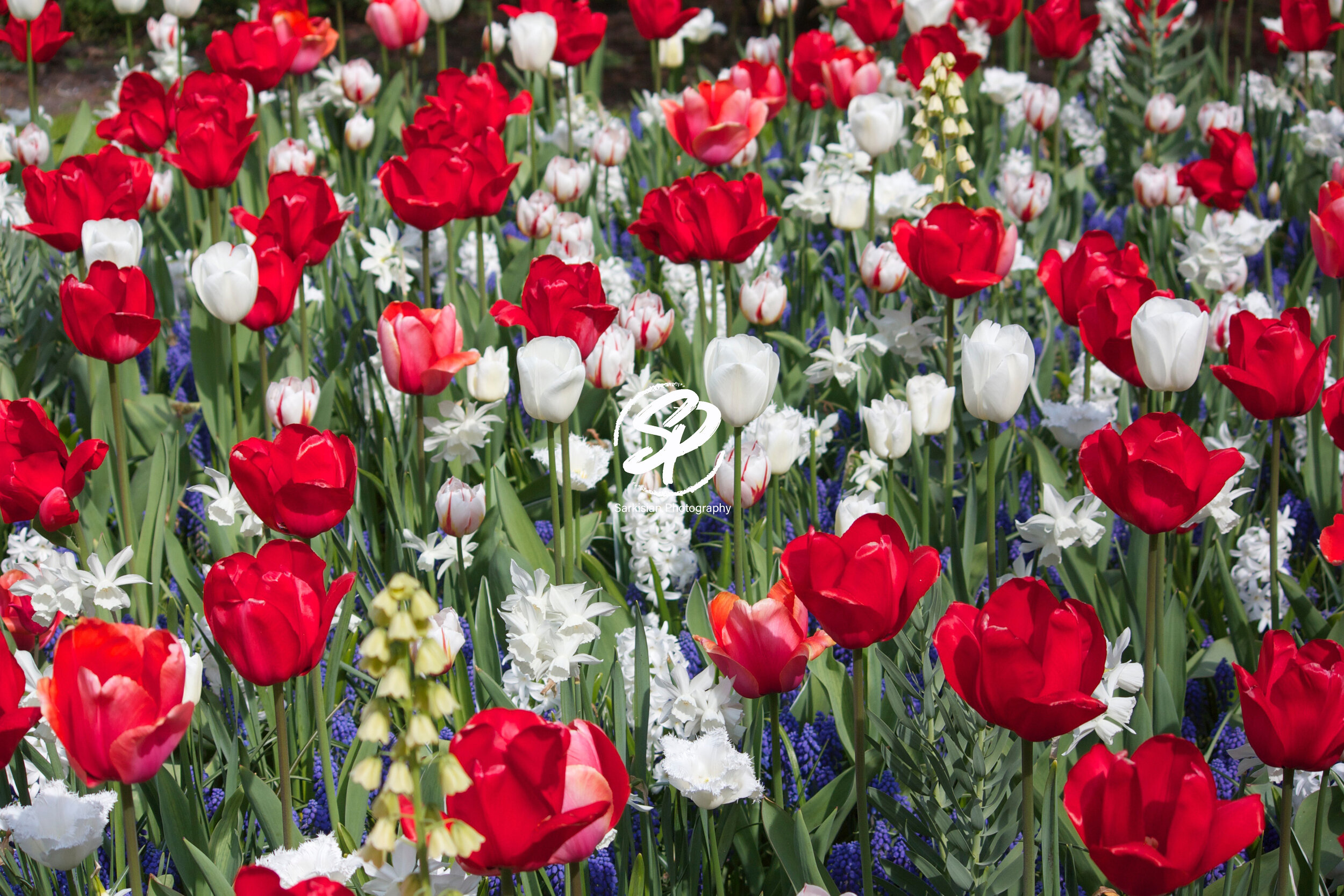 4th of July Tulips, Amsterdam