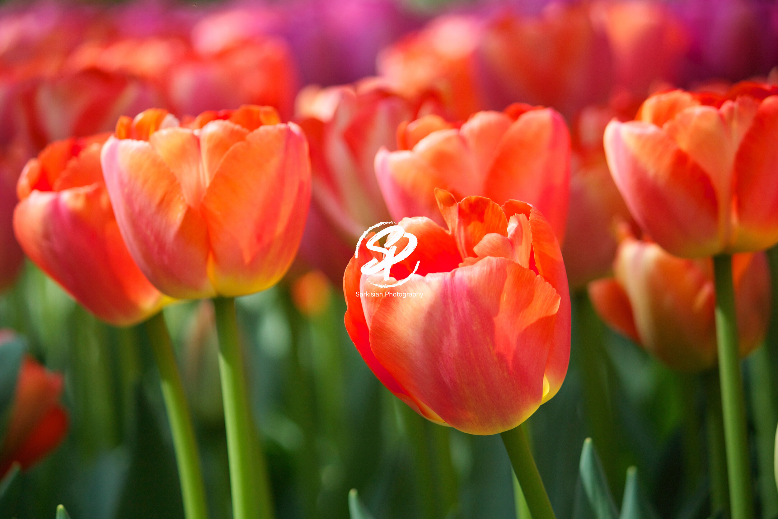 Orange Crush, Amsterdam