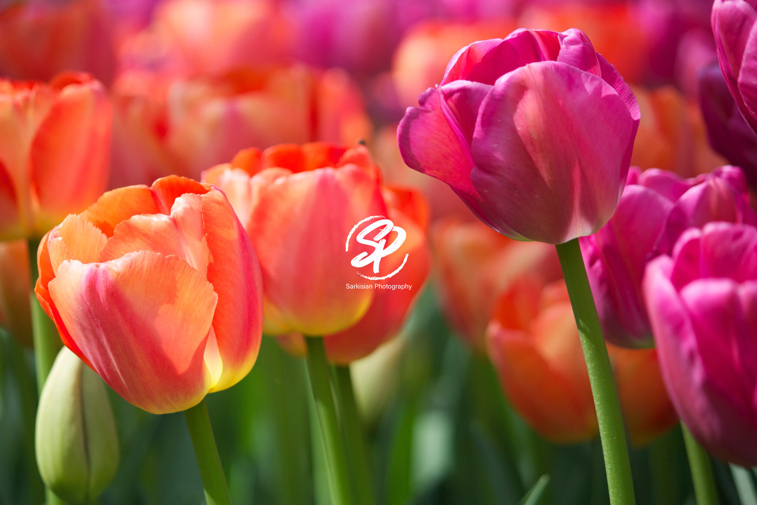 Pink & Orange Crush, Amsterdam