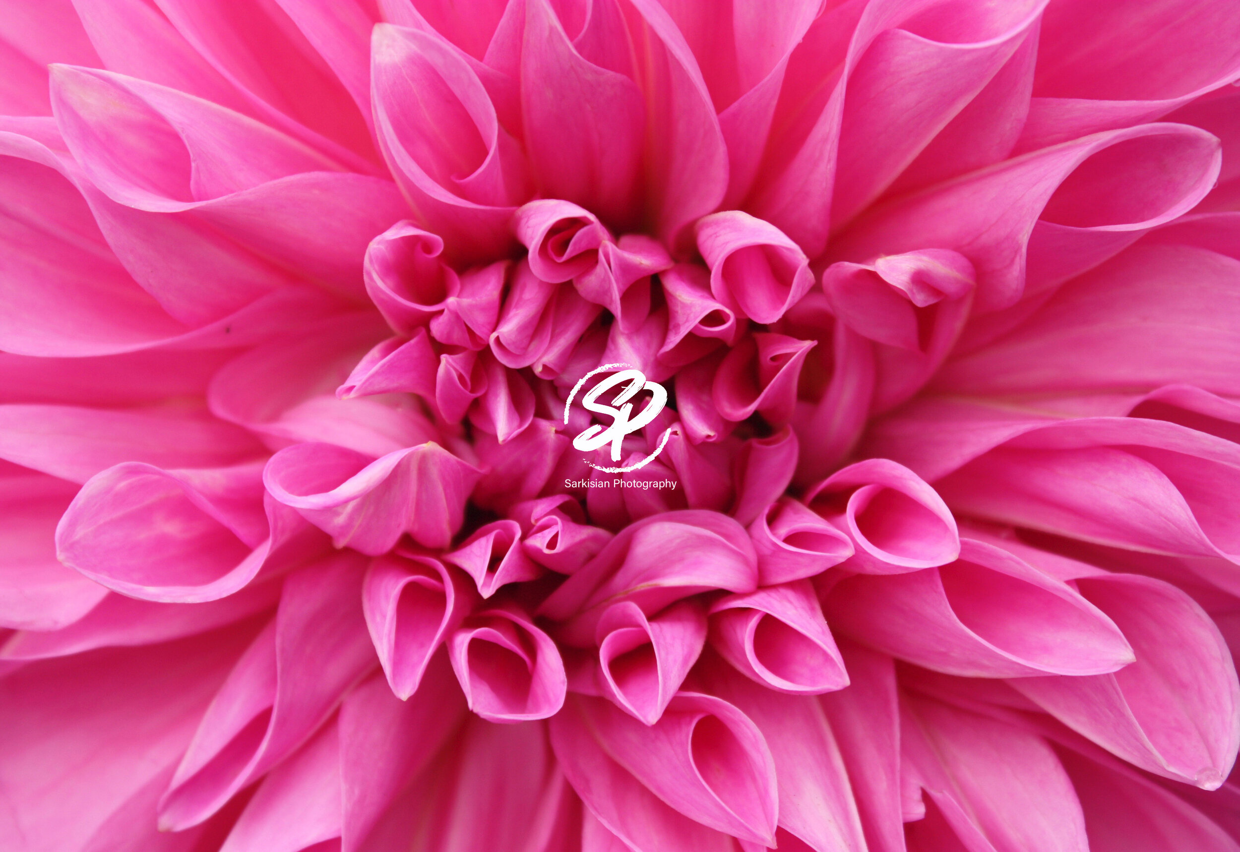 Pink Dahlia