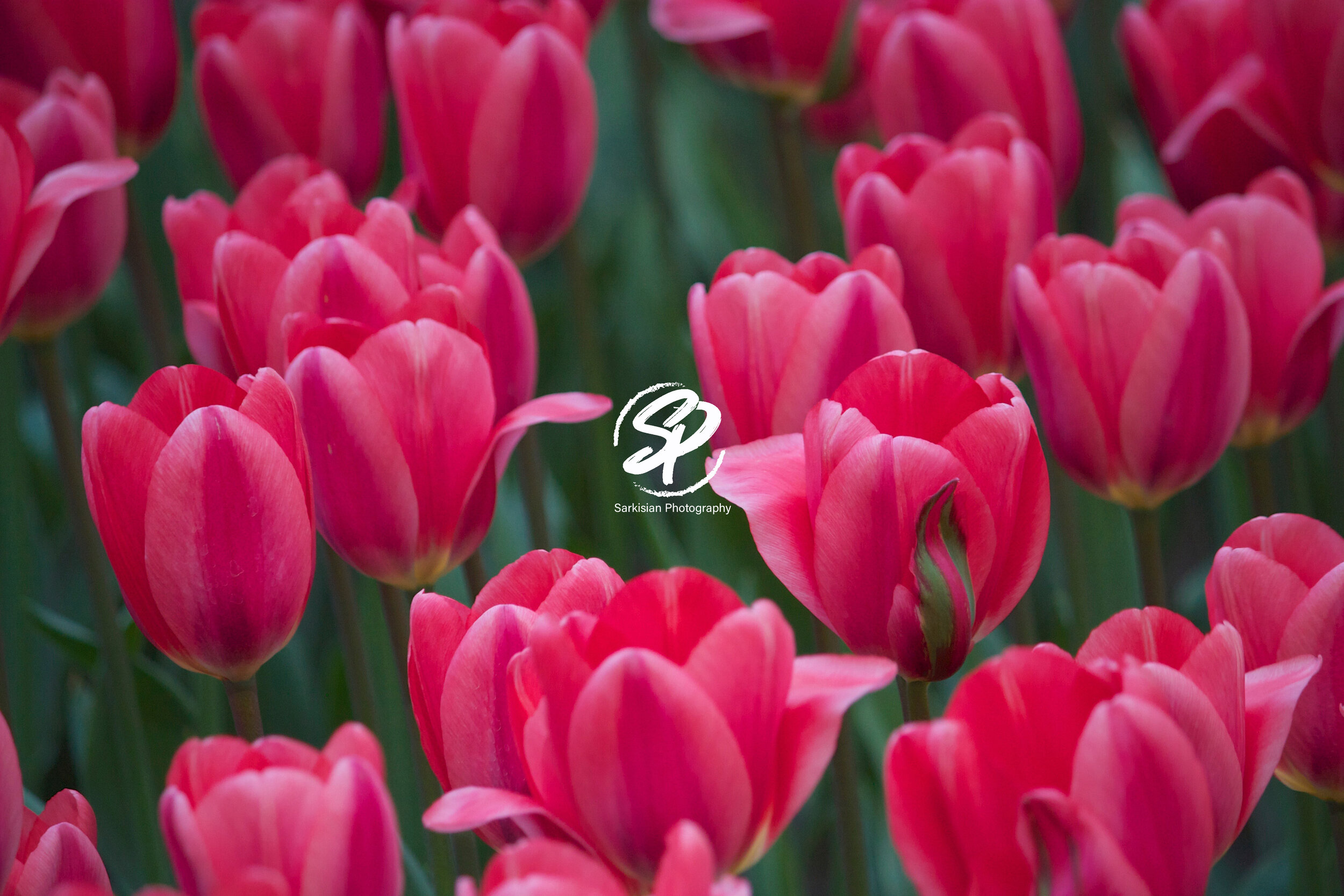 Tiger Stripe, Amsterdam