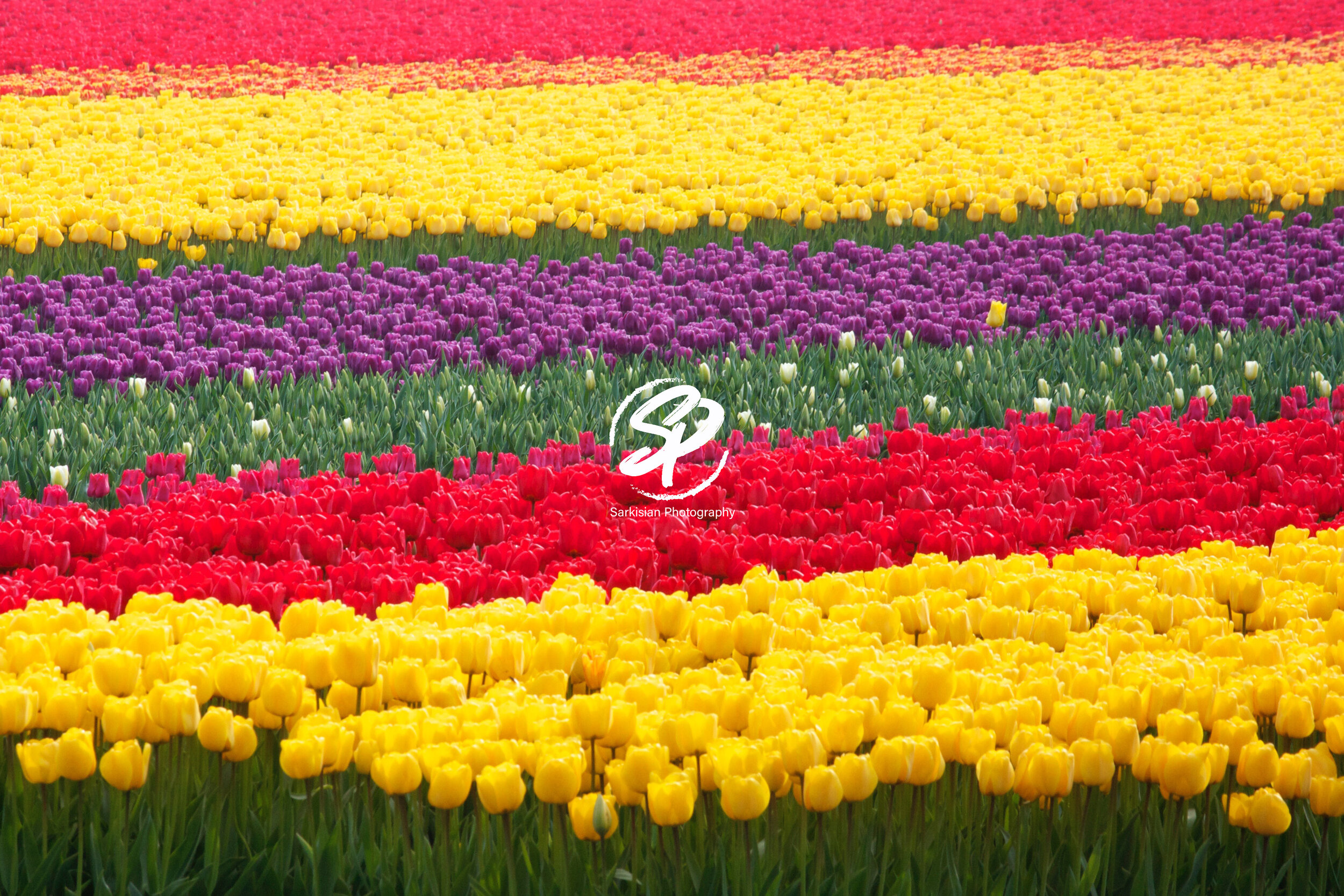 Tulip Rows, Amsterdam
