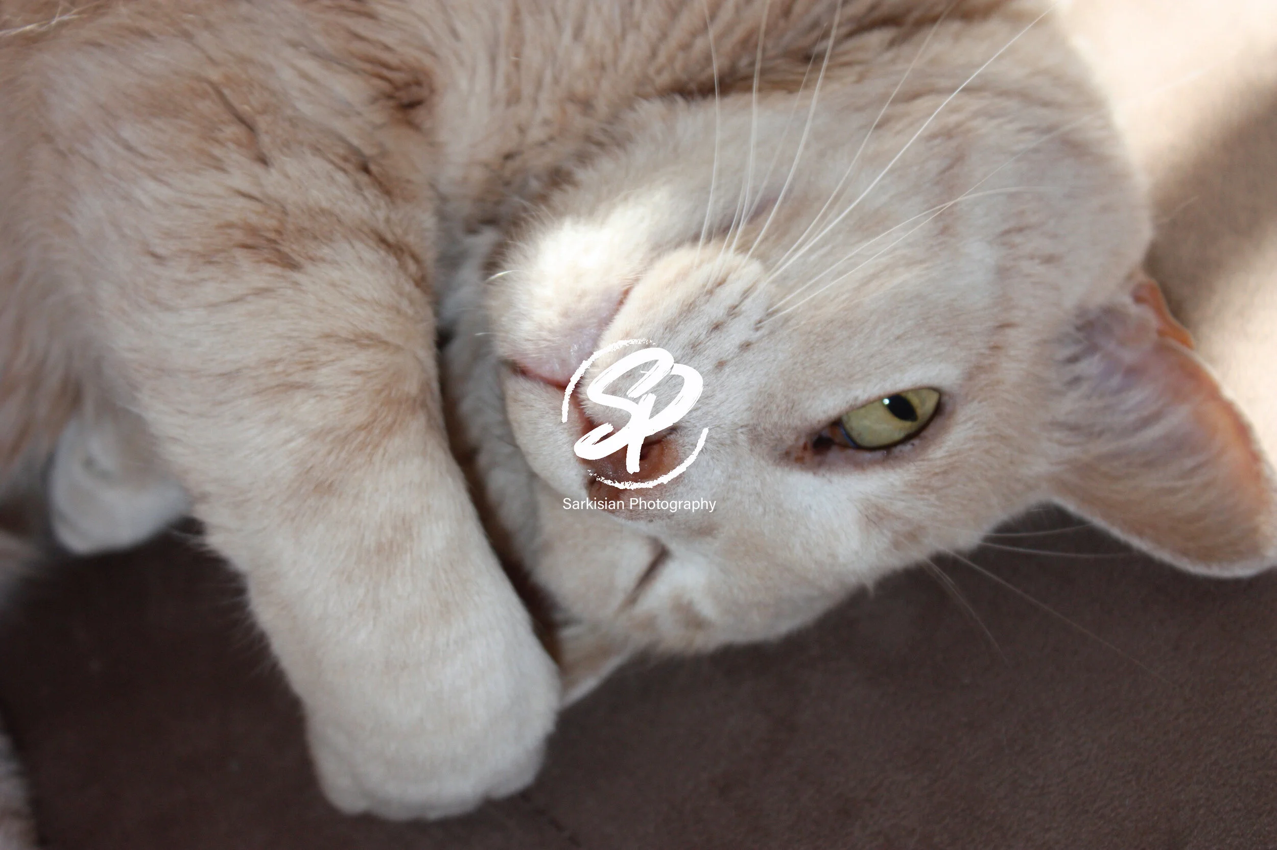 Lazy Cat.jpg