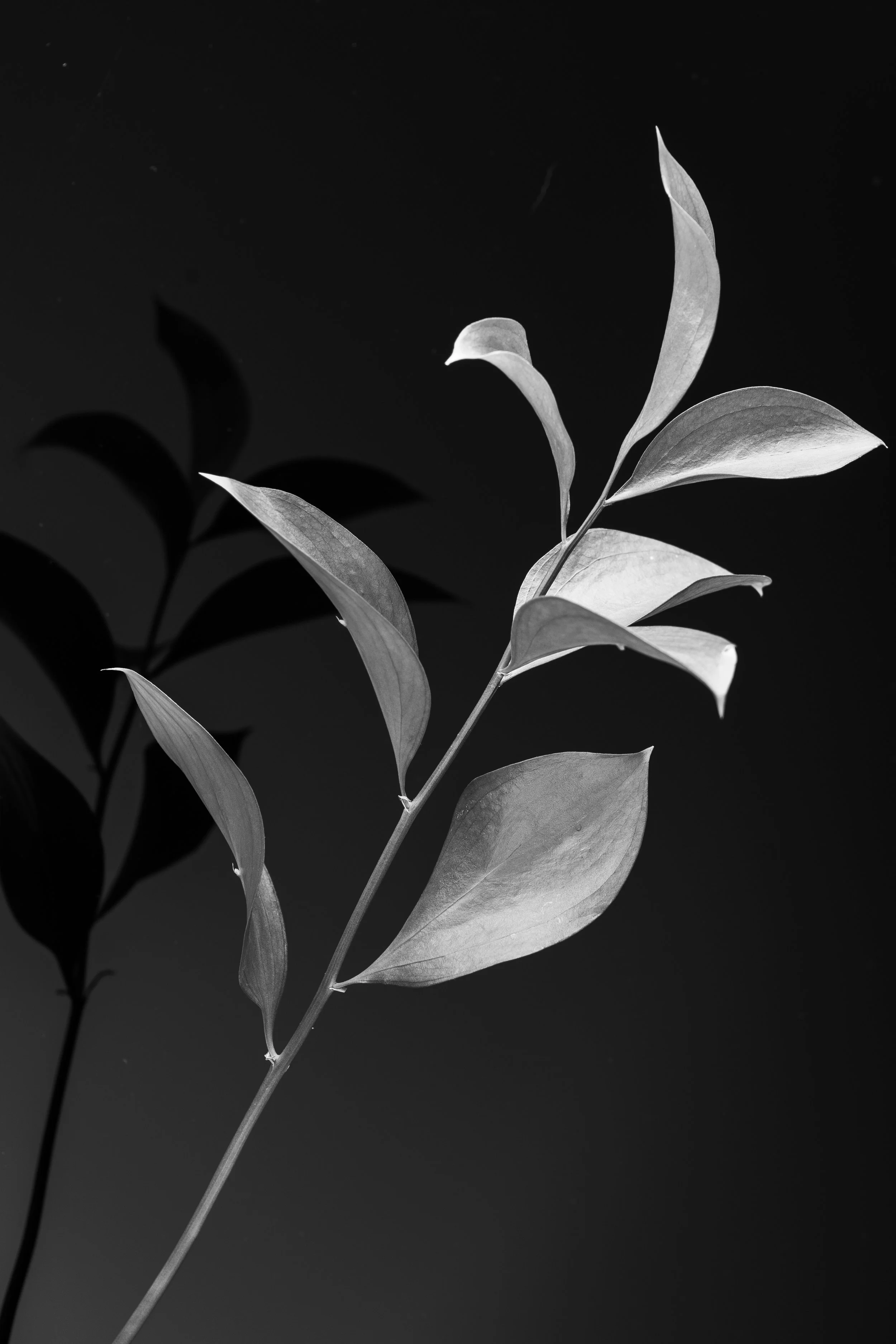 Flower_Black_and_White-2.jpg
