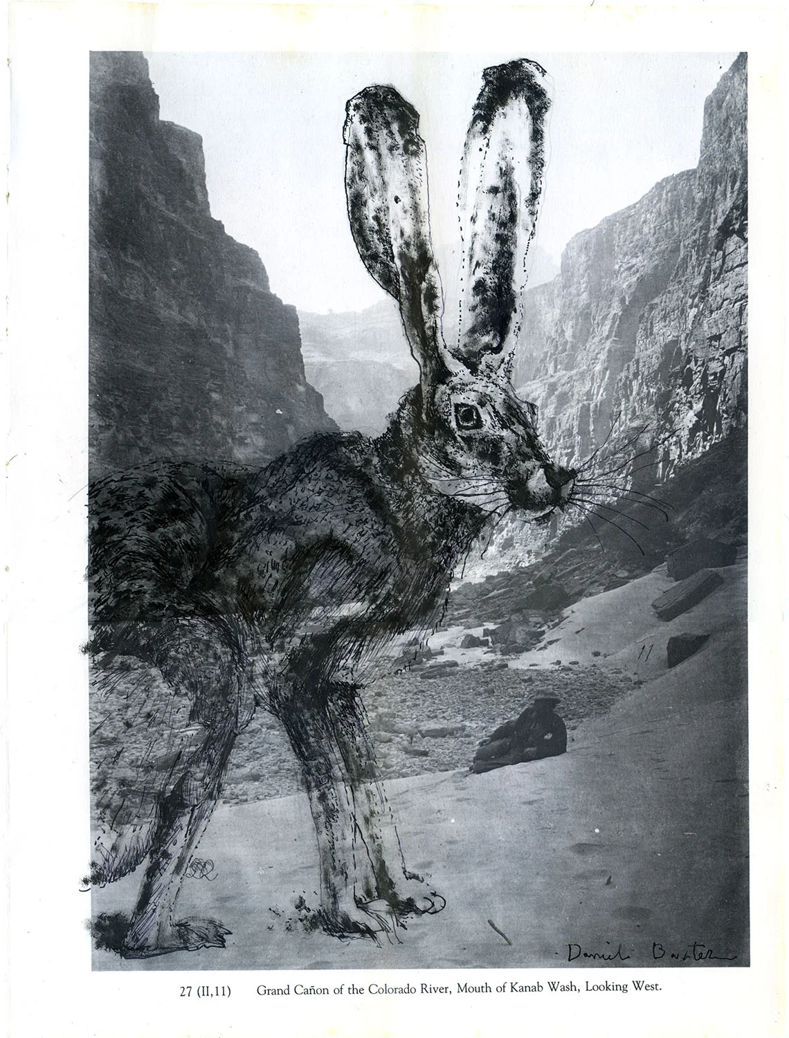 Jackrabbit, Grand Canyon