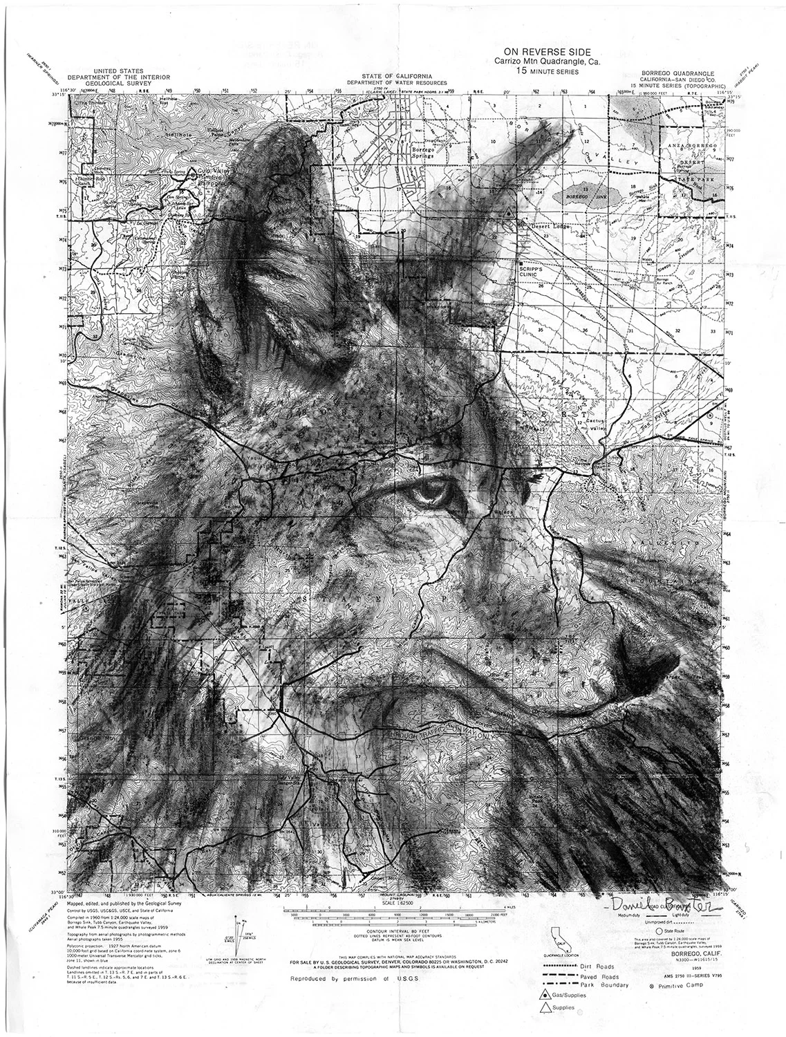 Coyote