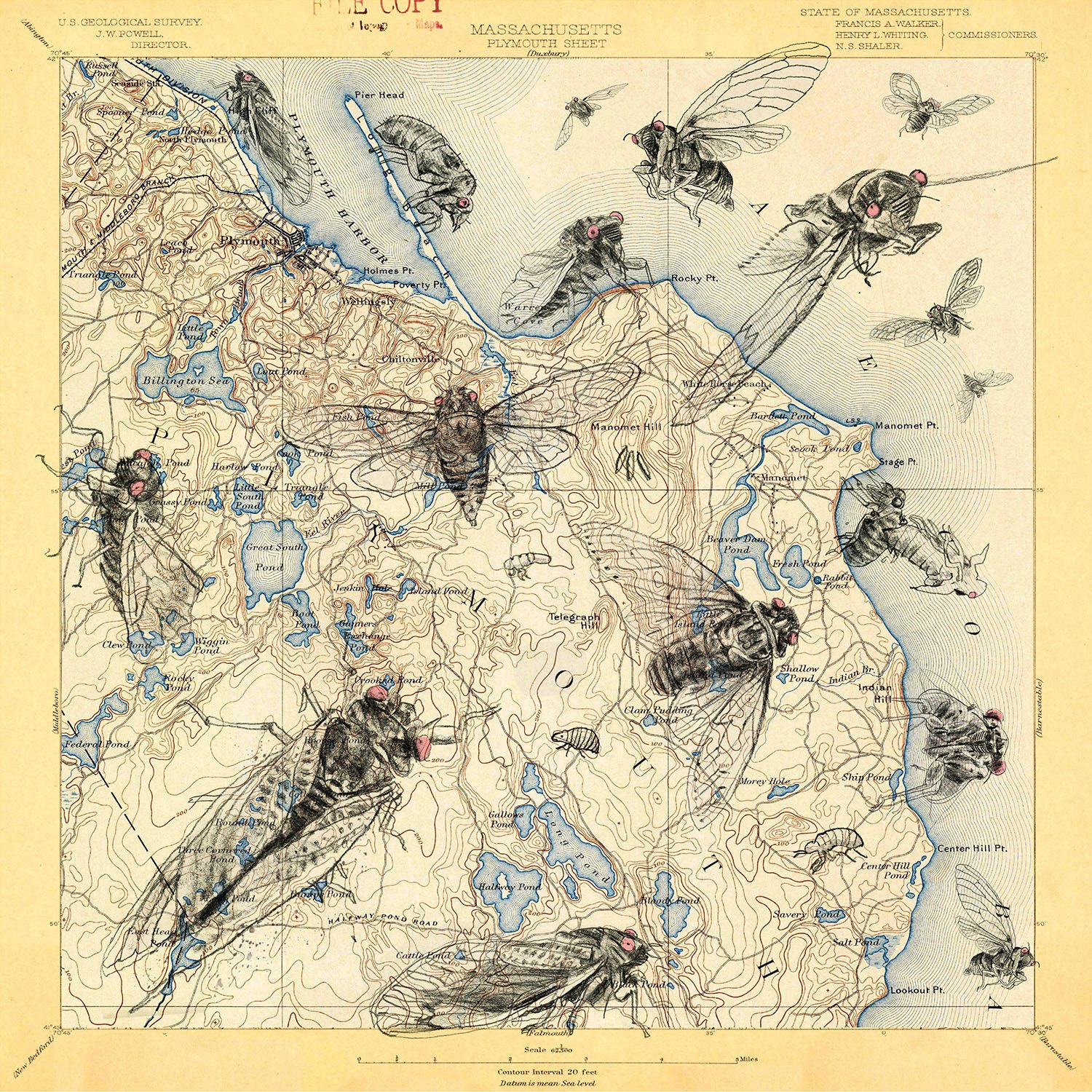 Cicada art for Virginia Quarterly Review