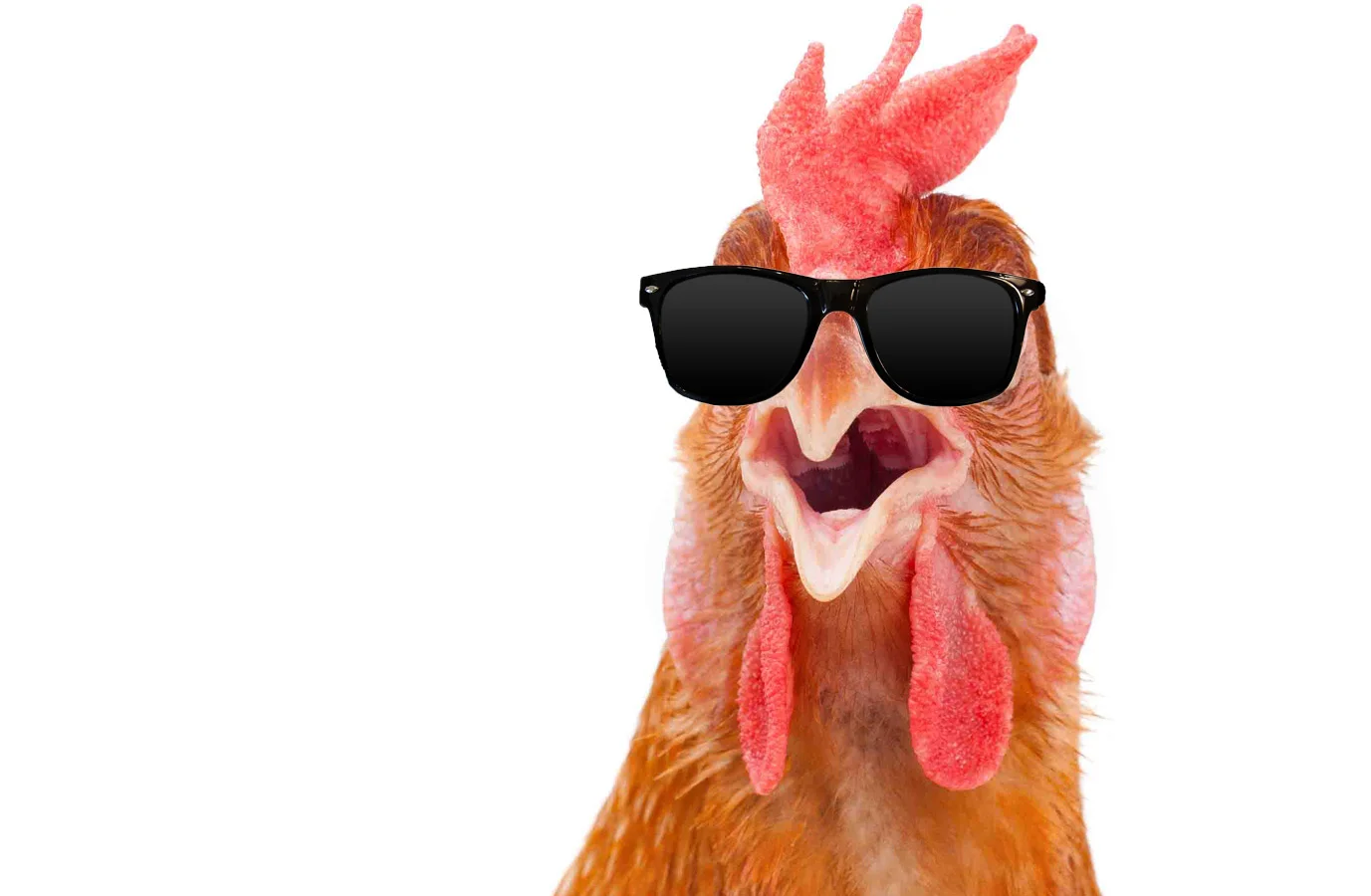 Chicken Nobody