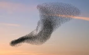 Birds of a Feather...