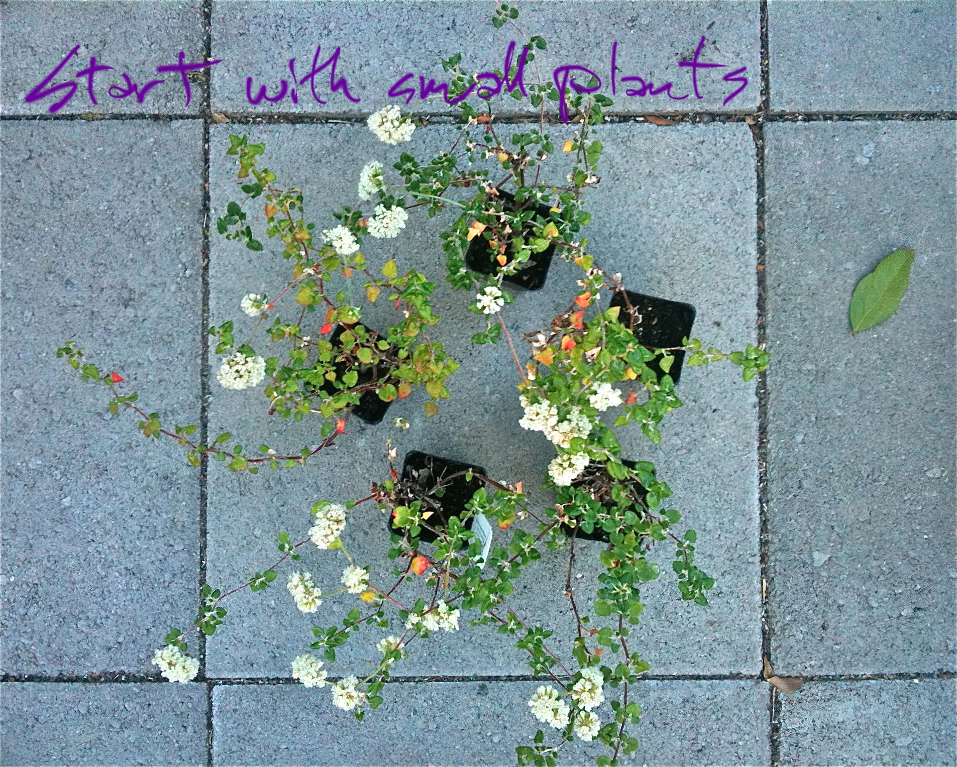 plant pot script.jpg