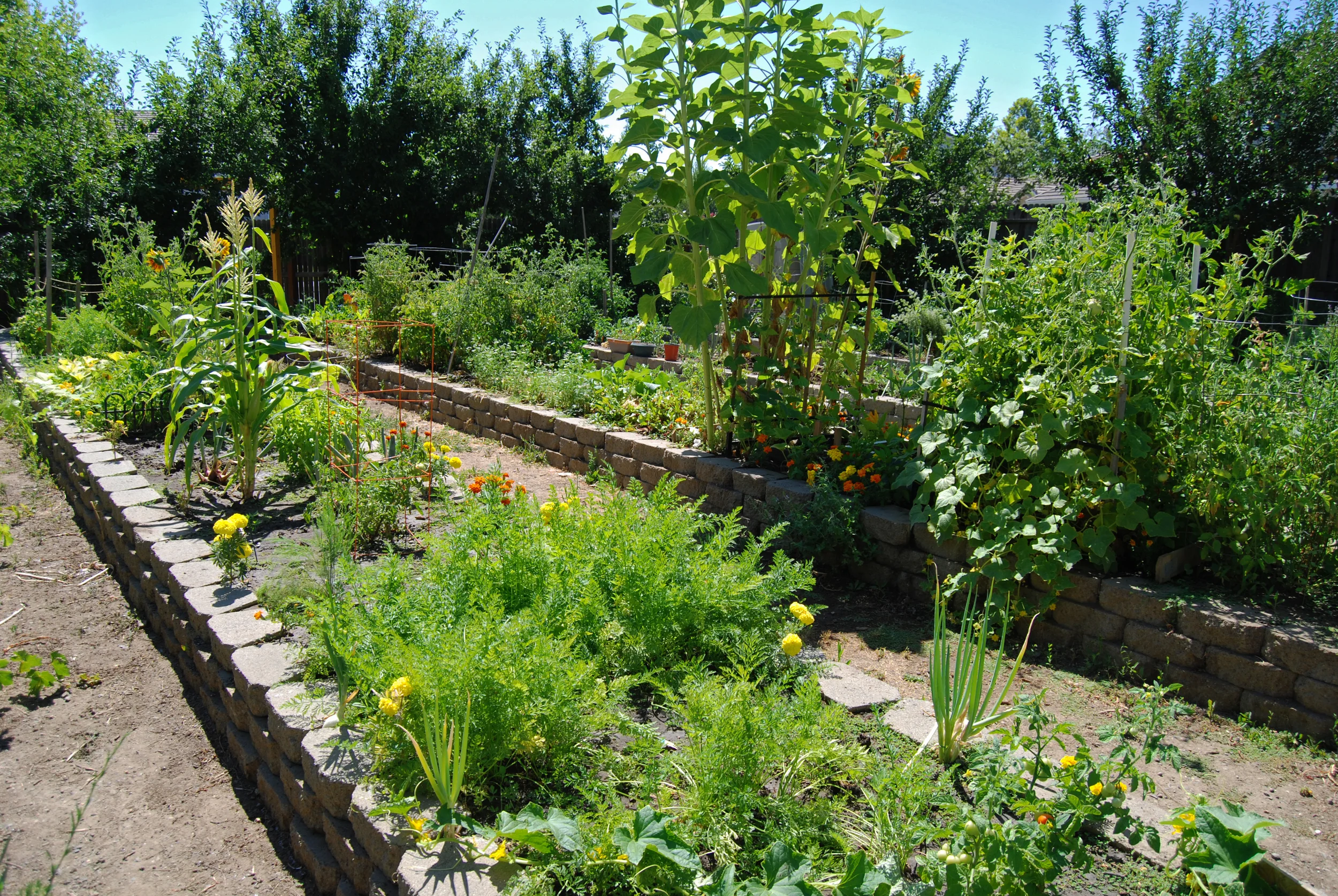 raised beds.JPG