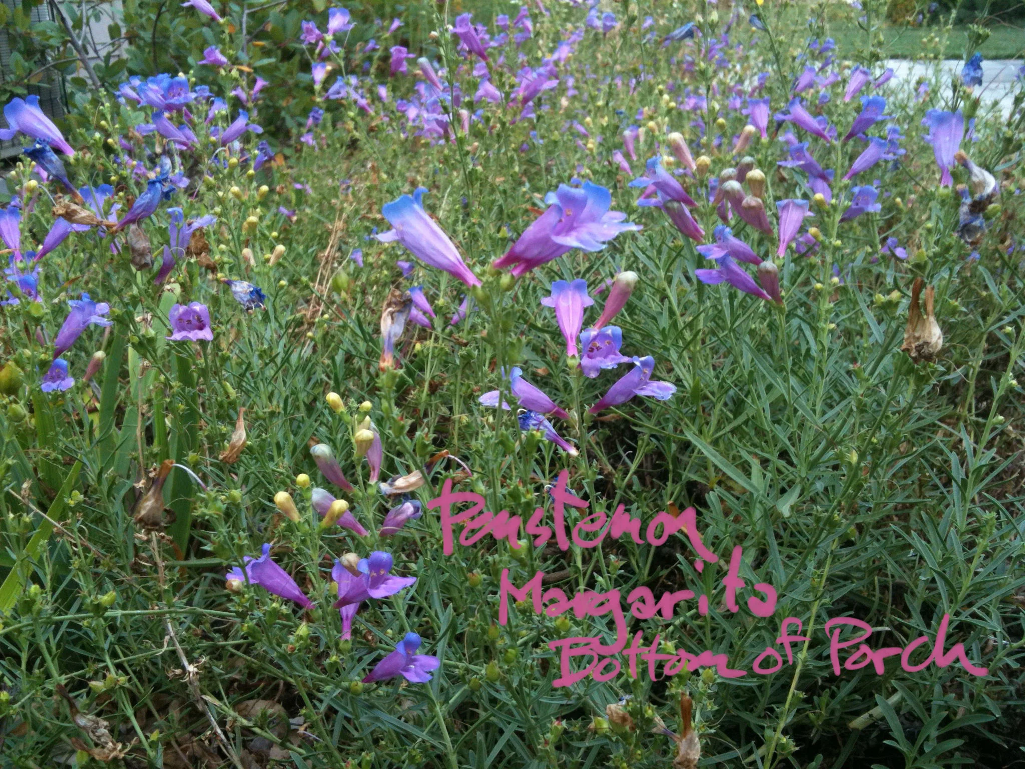 penstemon script.jpg