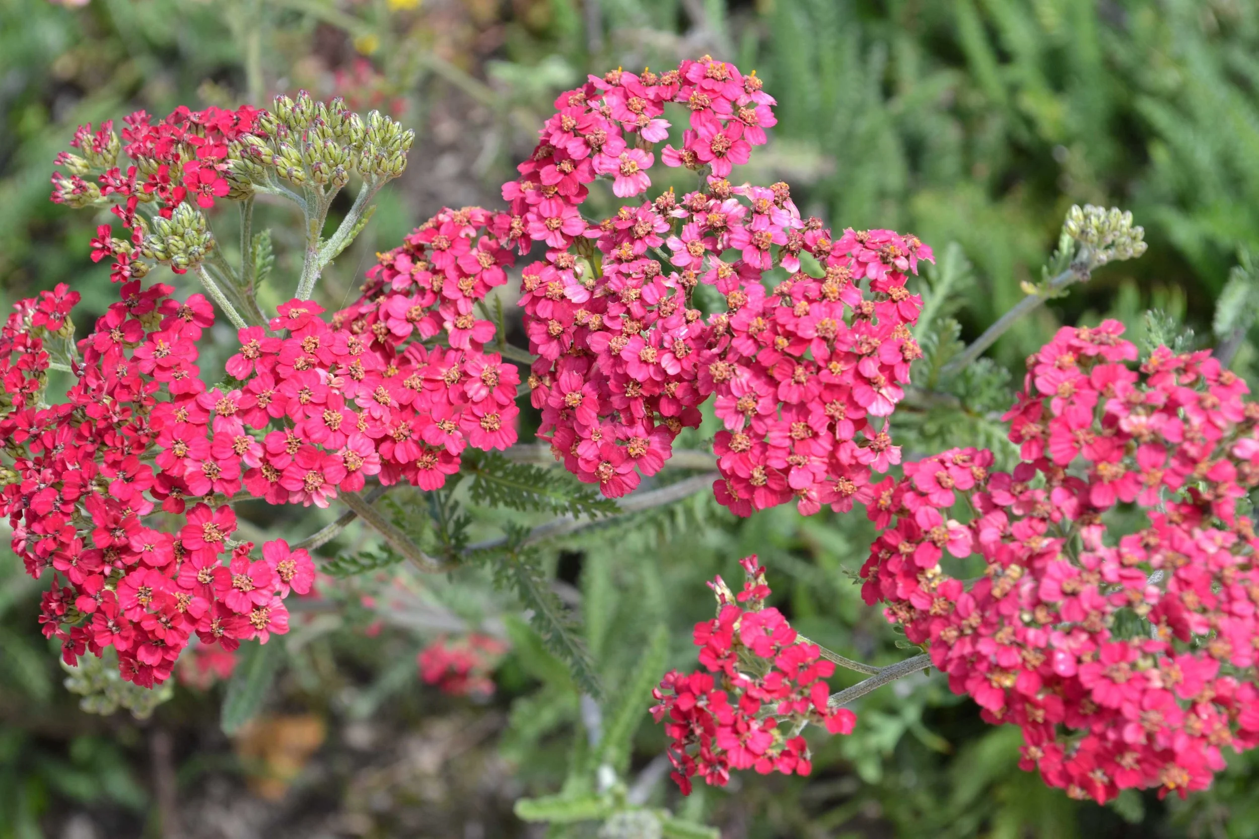 Pink Yarrow - a hybrid of California Native Achillea millefolium (which is yellow or white)