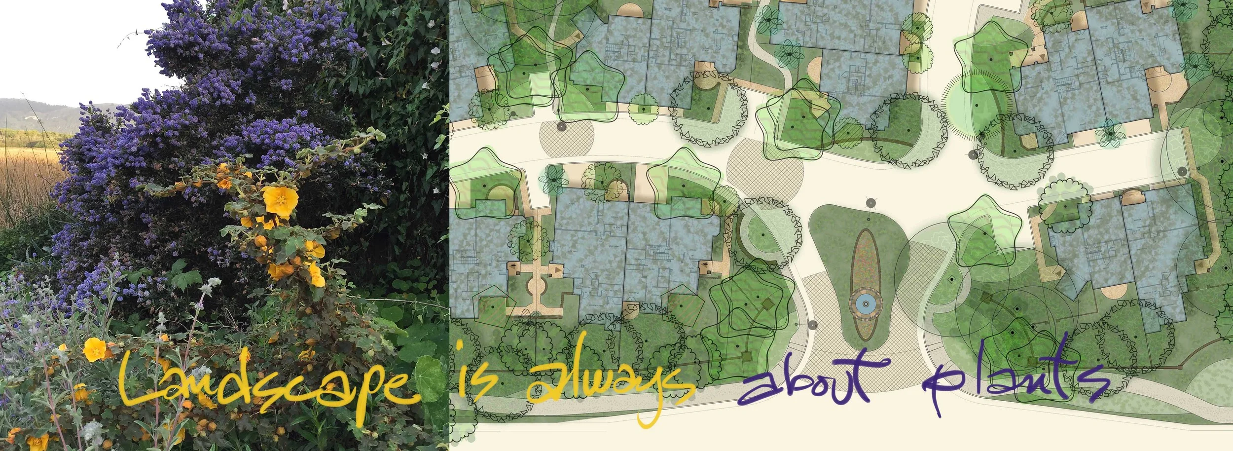 ceanothus & entry script.jpg