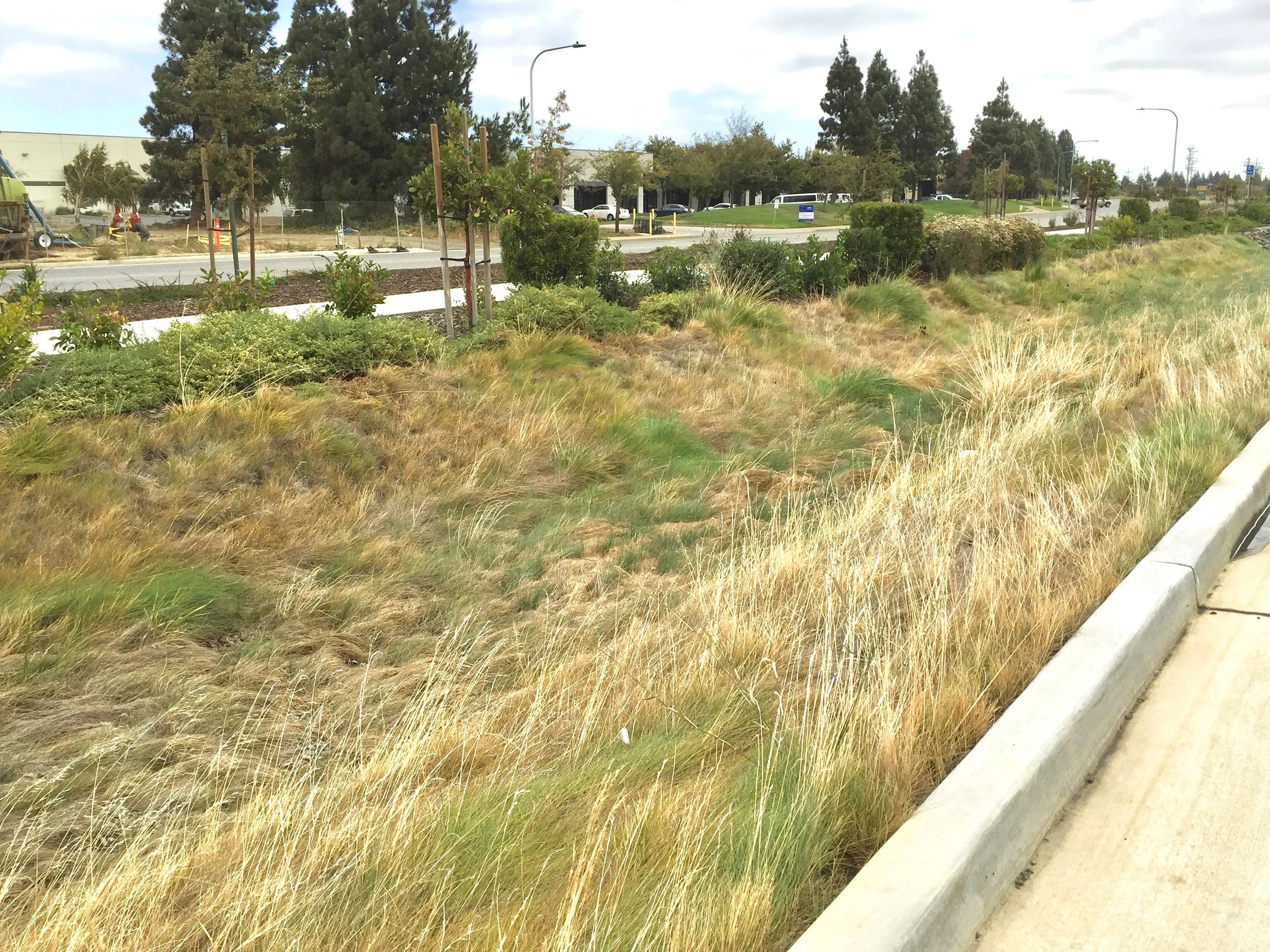 Stormwater swale with Native grasses