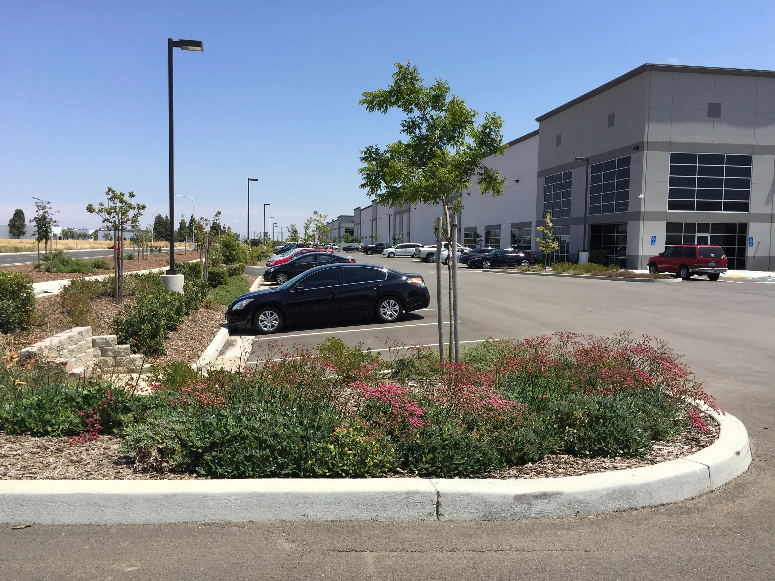 Native Buckwheat in the foreground - all the rest are Natives except the Chinese Pistach Tree.