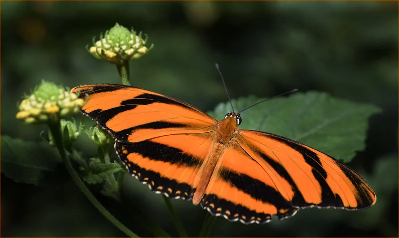 Orange Tiger - Chris Chilcott