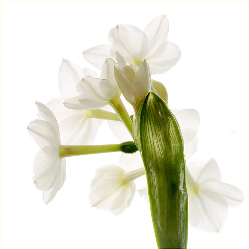 Narcissi - Mike Longhurst