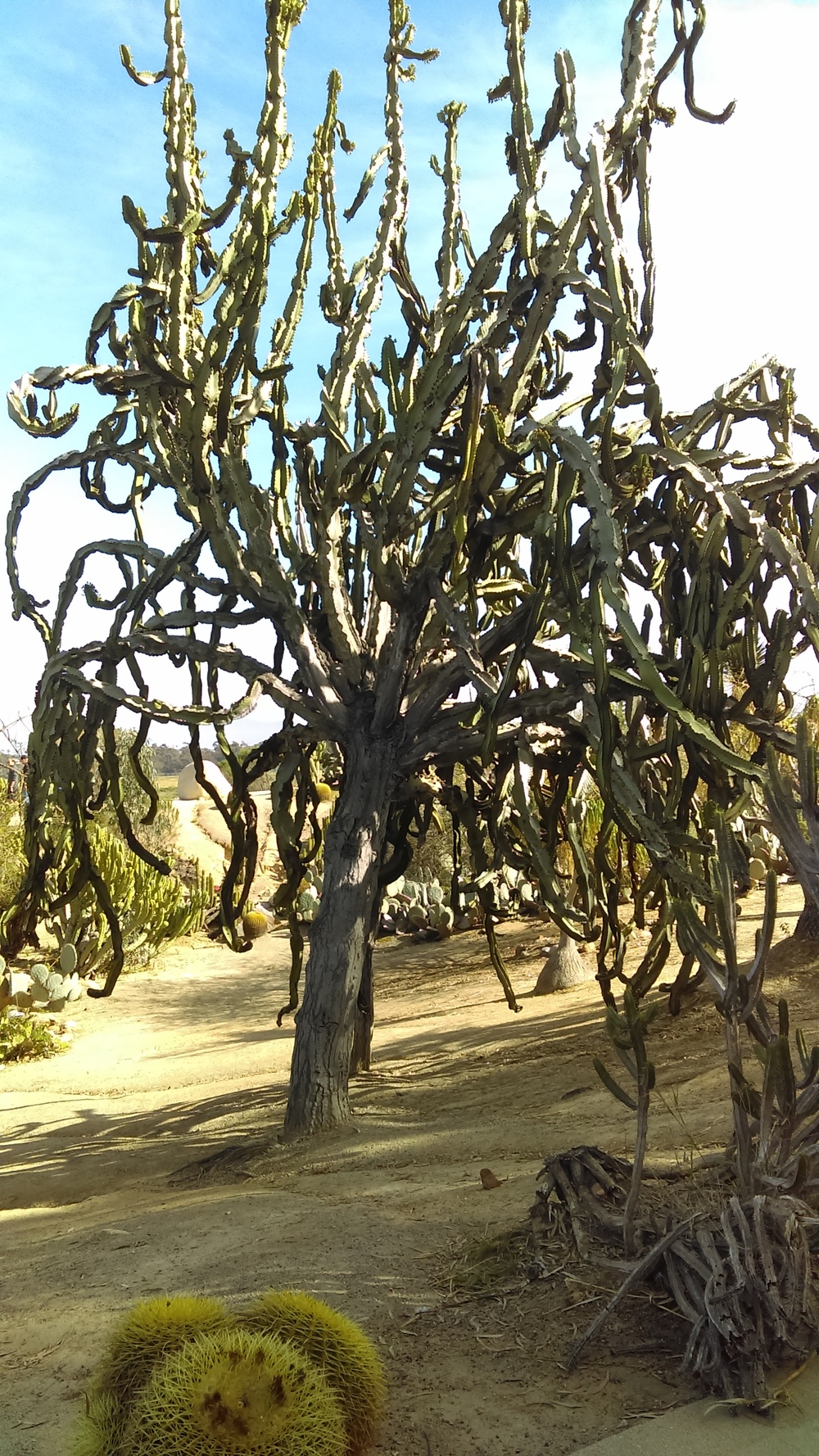 Stevko-San Diego-Tree Cactus.jpg