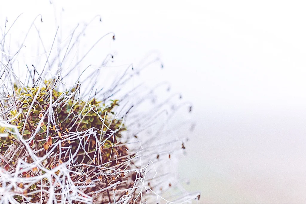 M4xml1_Shrubs01.jpg