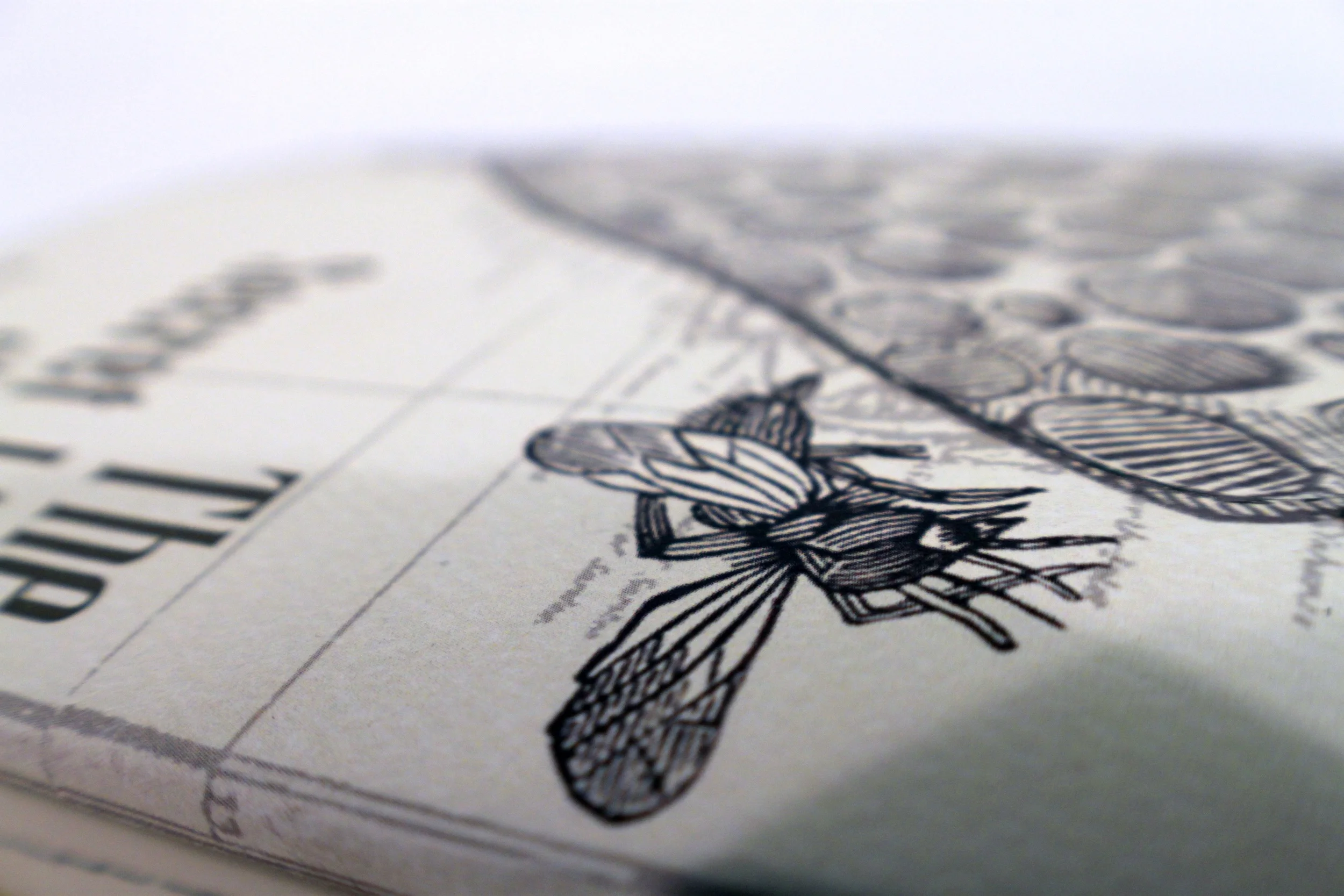 Bee close up1.jpg