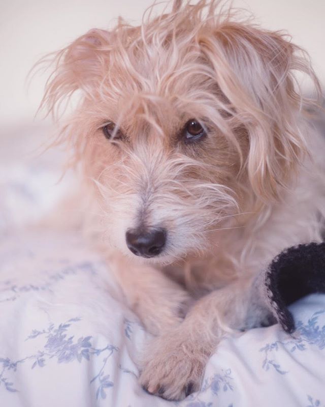 just a lil&rsquo; boudoir session with the goose
#terrier #dogs #boudoir