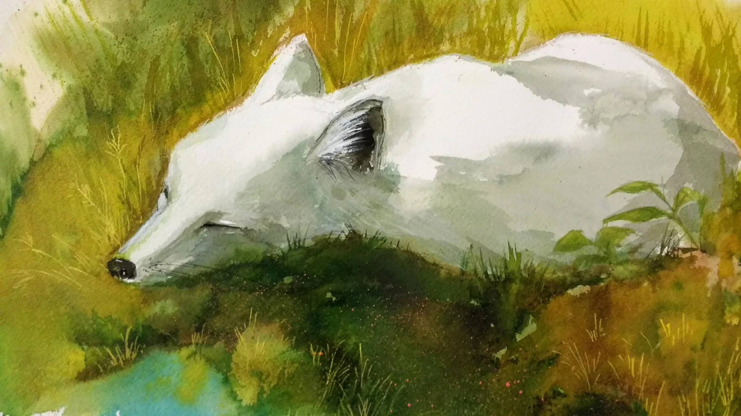 Little White Fox-2017