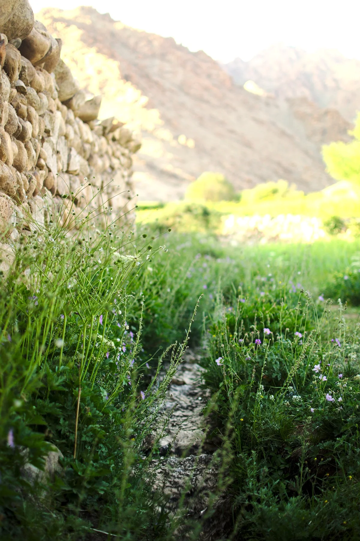 Irrigation in Ladakh