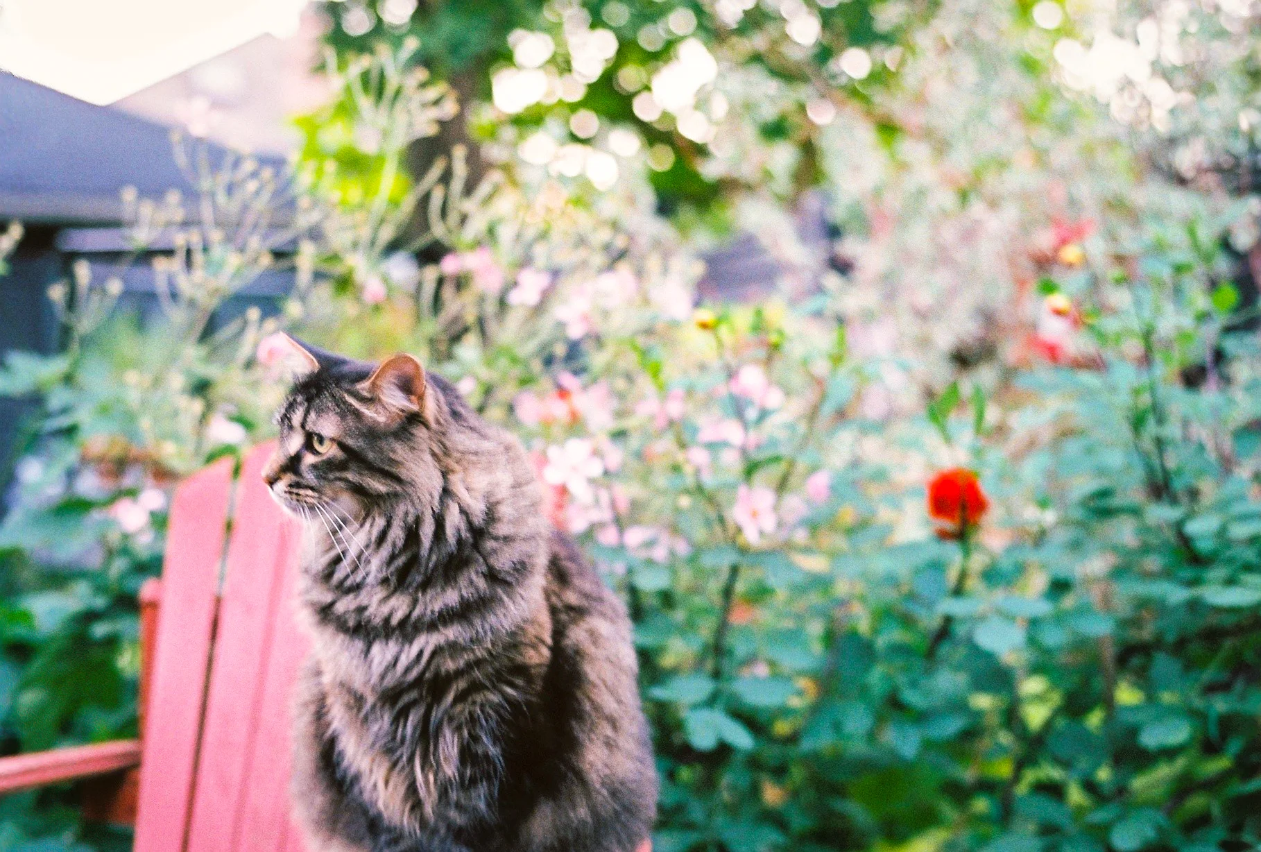 Blur of Fur