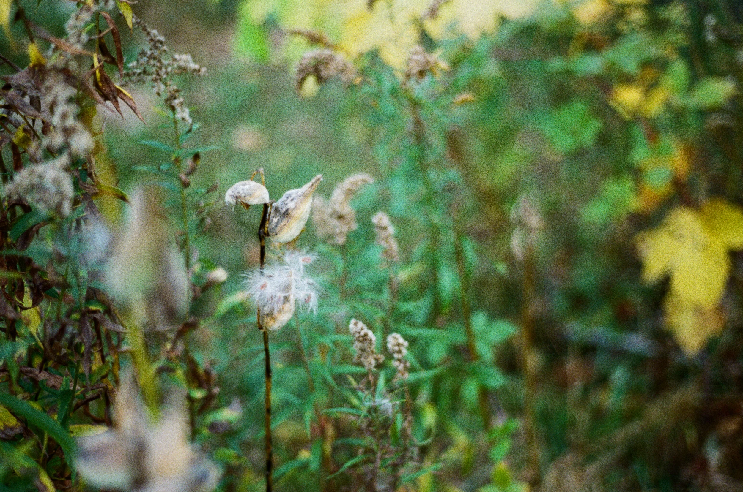  Nikon FE, Kodak GC400 