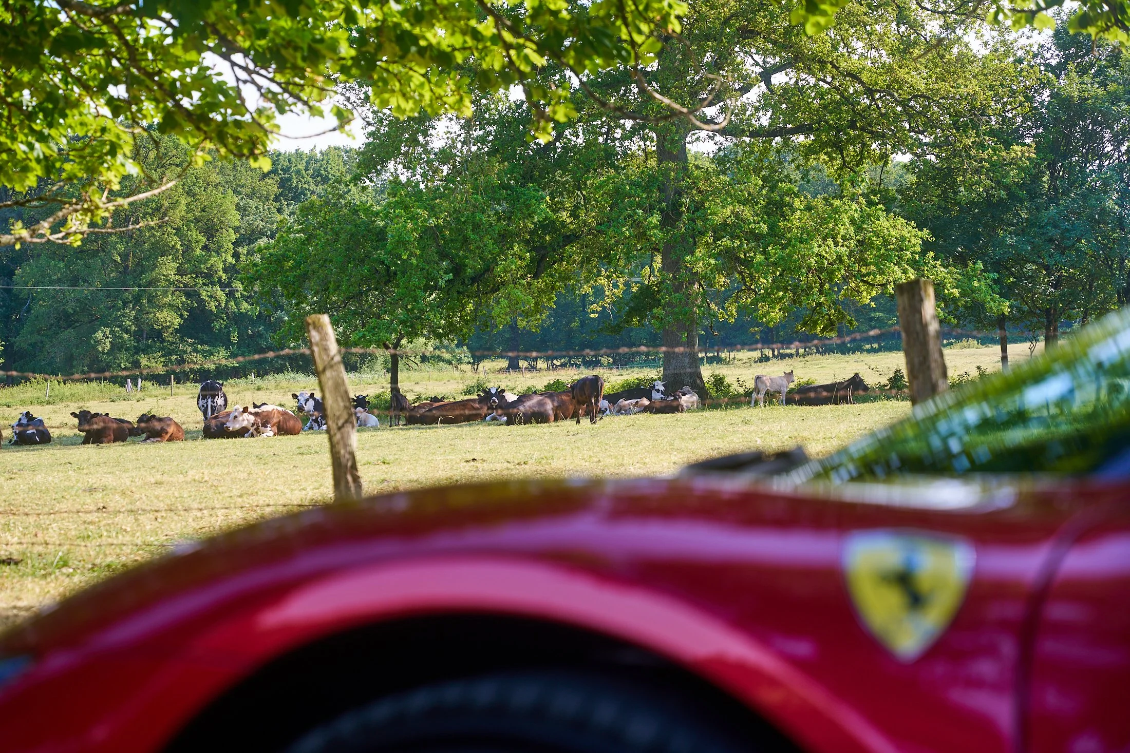 2306 Ferrari Le Mans eAlder 1587.jpg