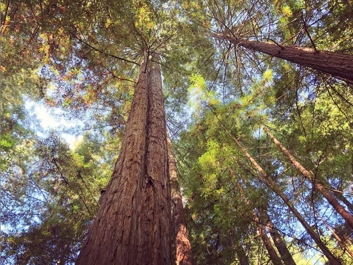 Morning hike in the Redwoods
