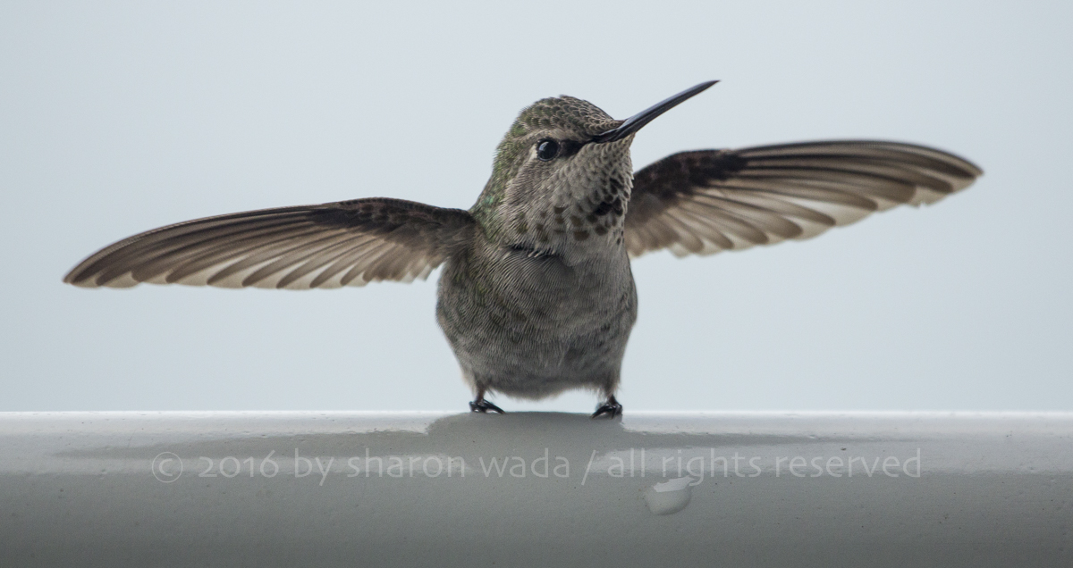 Befriending Bullies:  My New Hummer