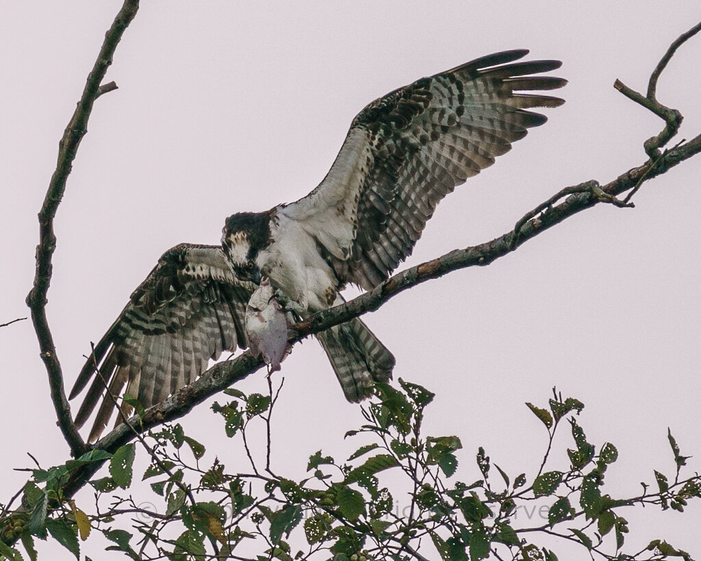 Raptor_Osprey with Fish in Tree_200826_103.jpg
