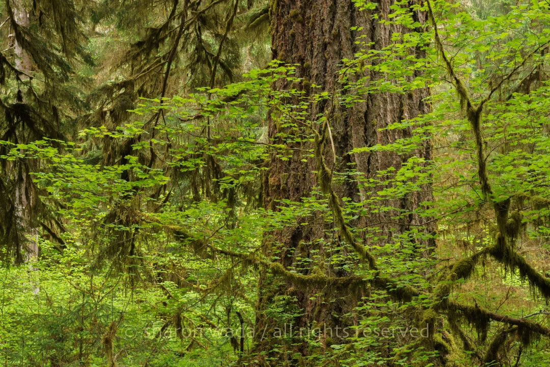 Olympic Peninsula, Washington, USA