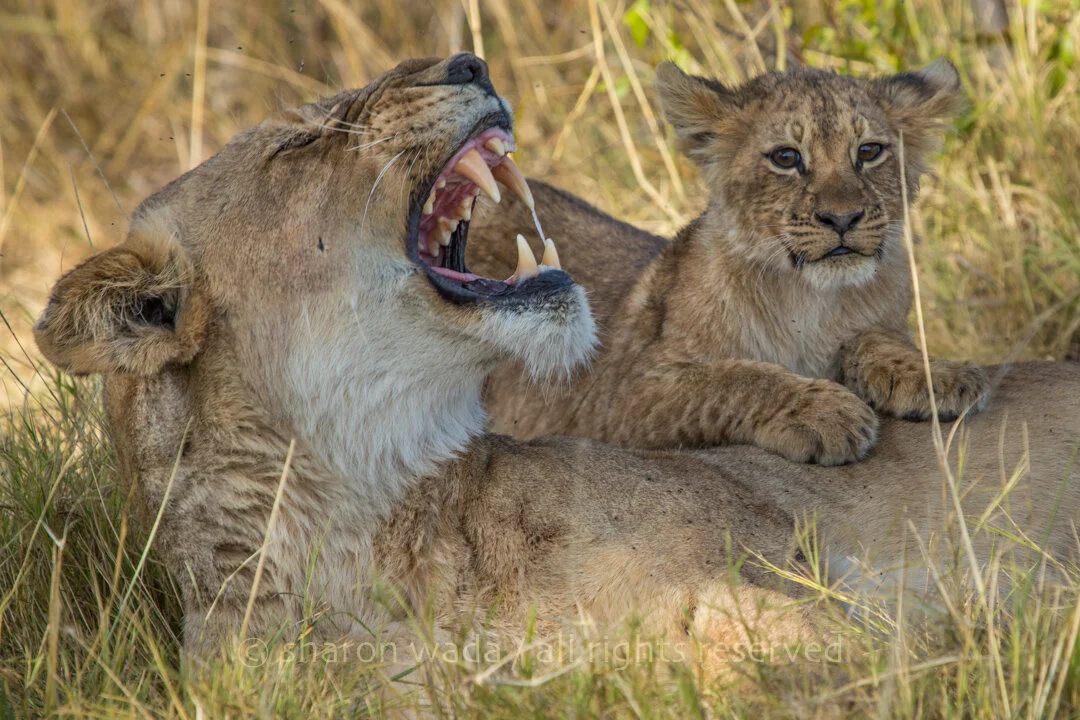 Mammal_Lionness and Cub Botswana_130701_100.jpg