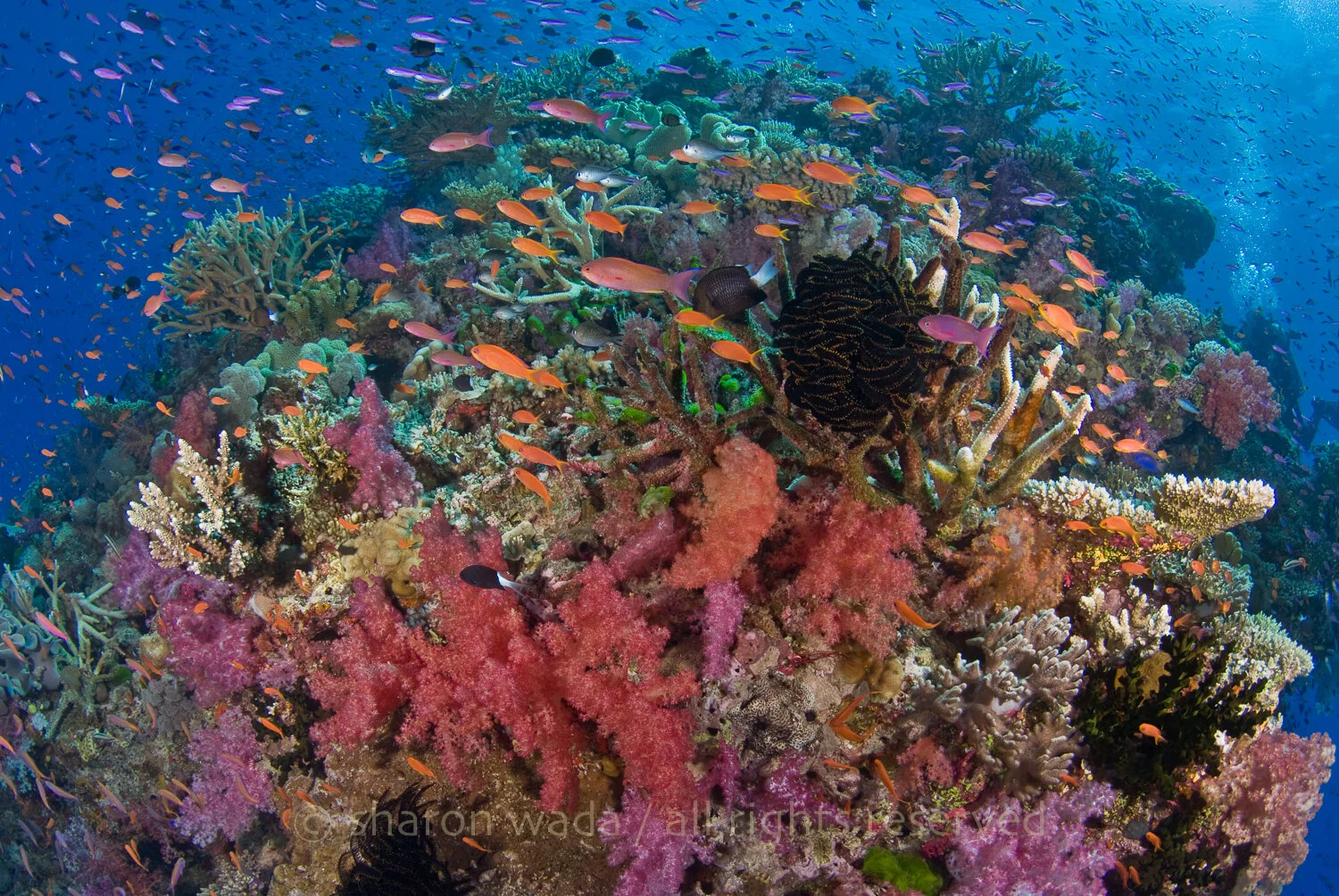 Reef_Fiji_111209_111.jpg