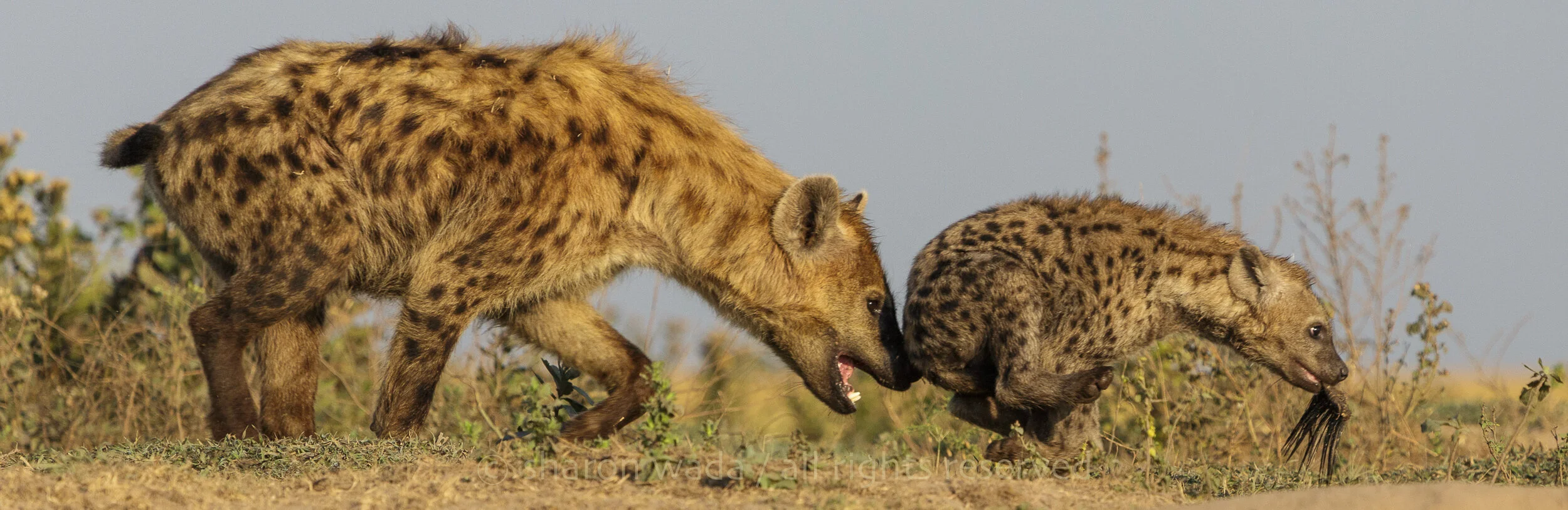 Mammal_A_Banner Hyena_140605_100.jpg