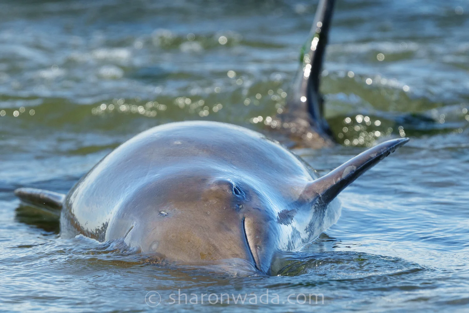 Harbor Porpoise_Stranding-210903-03.jpg