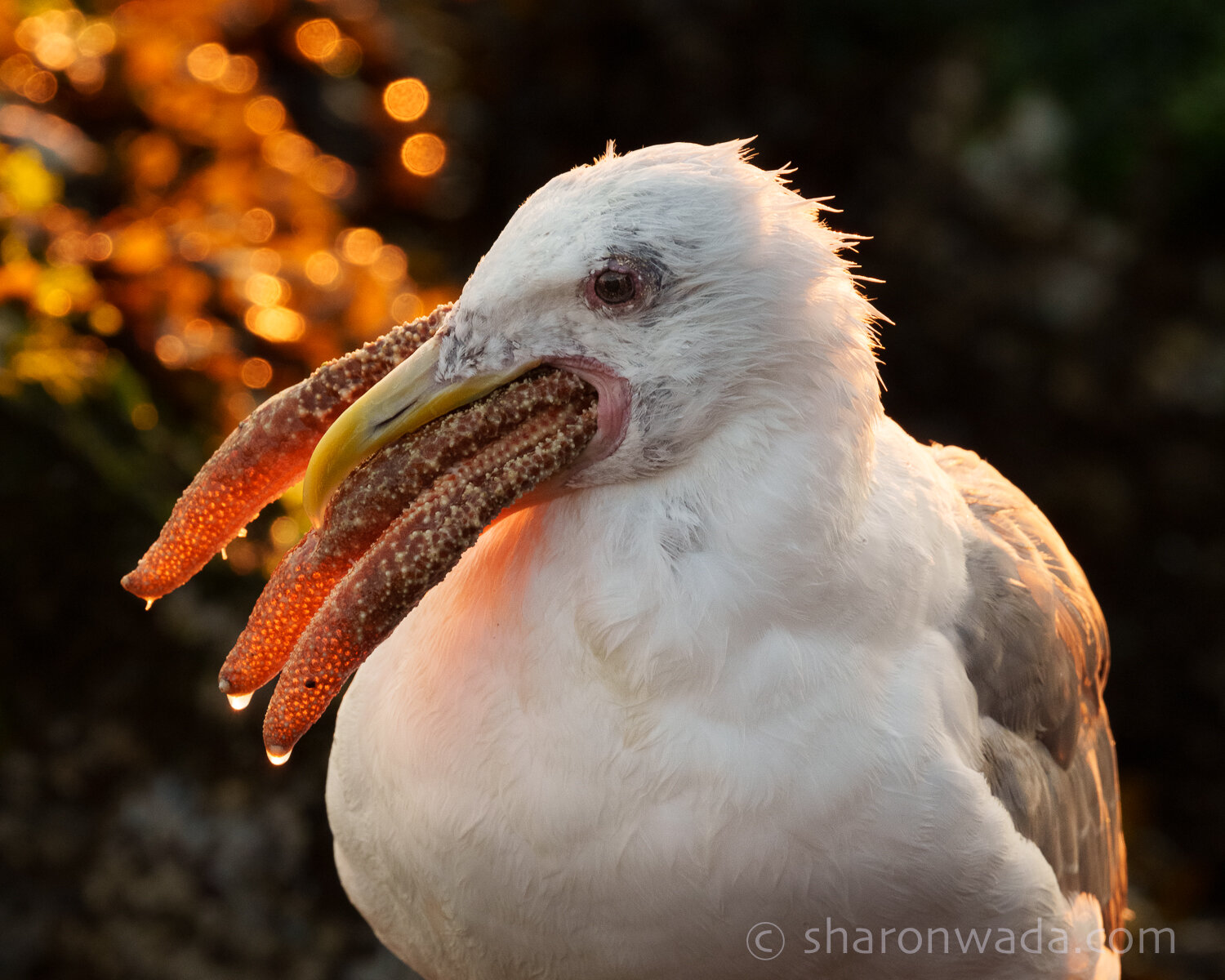 How to Eat a Sea Star