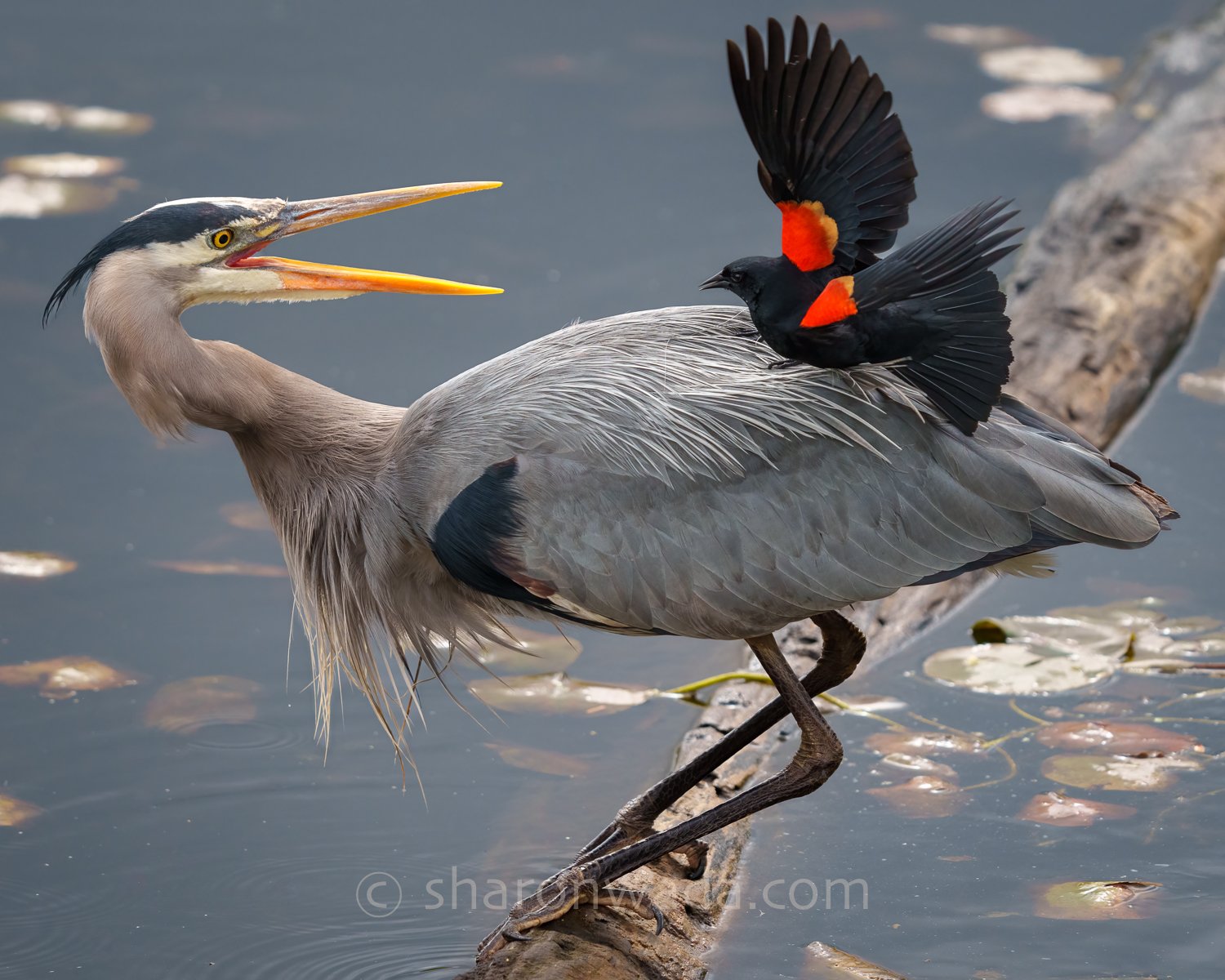 Great Blue Heron and Blackbird-220510-001.jpg