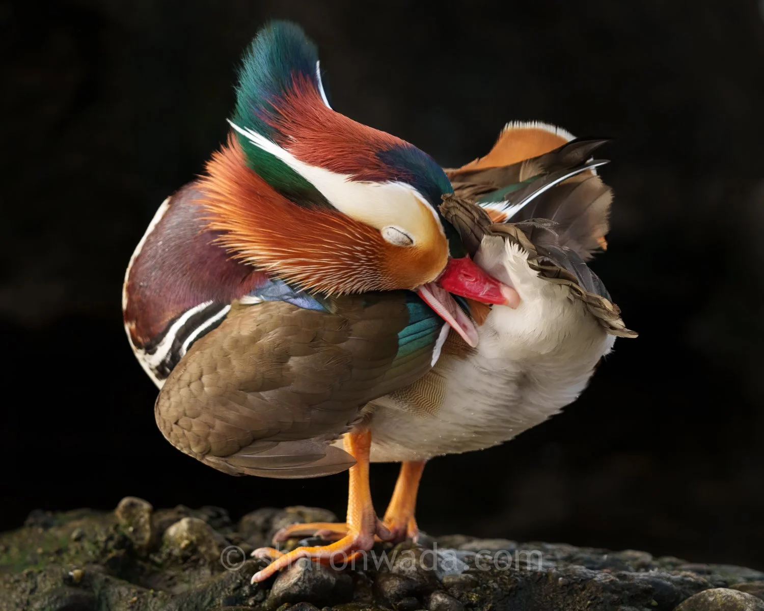 Mandarin Duck | Washington