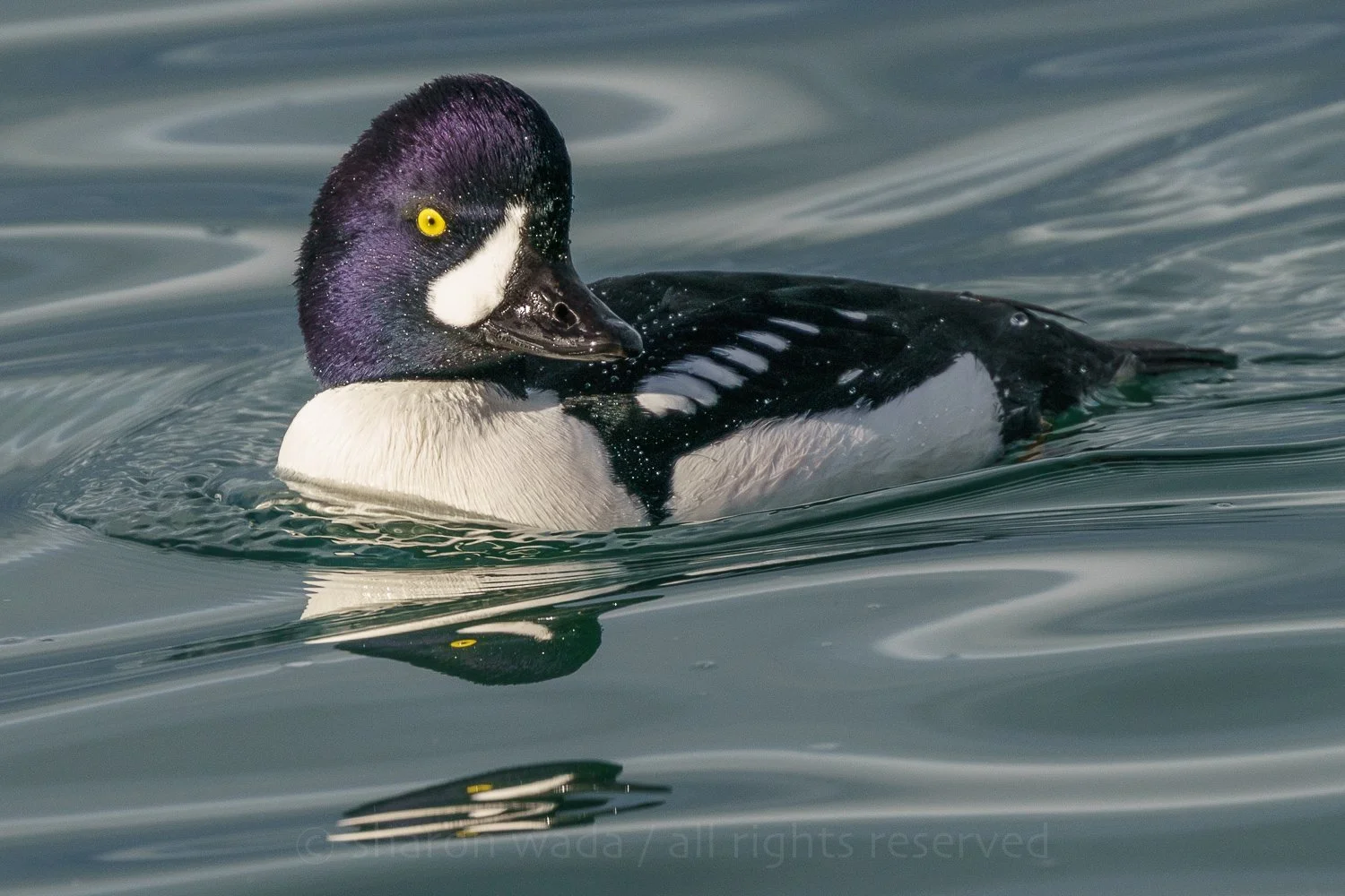Barrow's Goldeneye | Washington