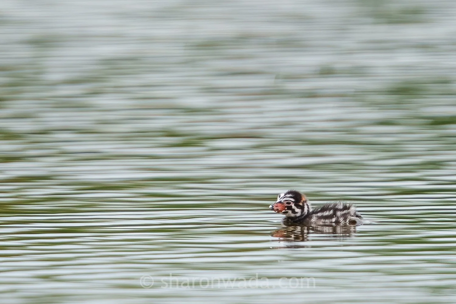 Pied-Billed Grebe | Washington