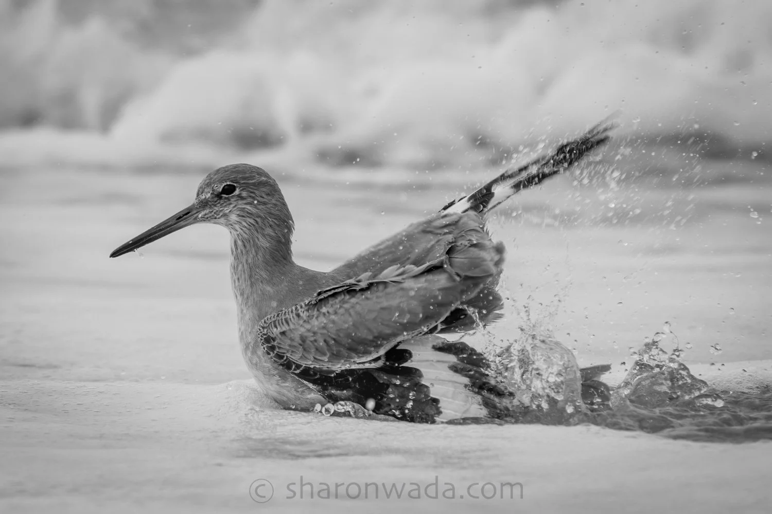 Willet | California